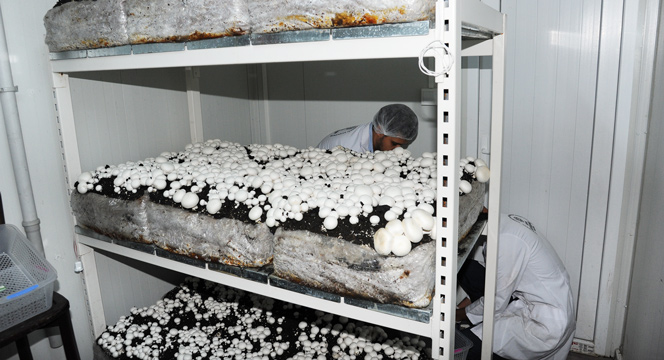 Yöresel Ürünler Satış Merkezi'nde Yetiştirilen Kültür Mantarlarının Hasadı Yapıldı