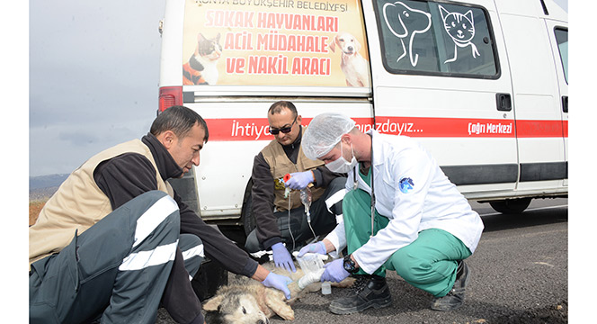 Sevgi Şehri Konya'da Hayvanlar İçin Örnek Projeler