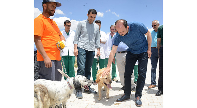 Sokak Hayvanları İçin Bir Kap Yemek Bir Kap Su