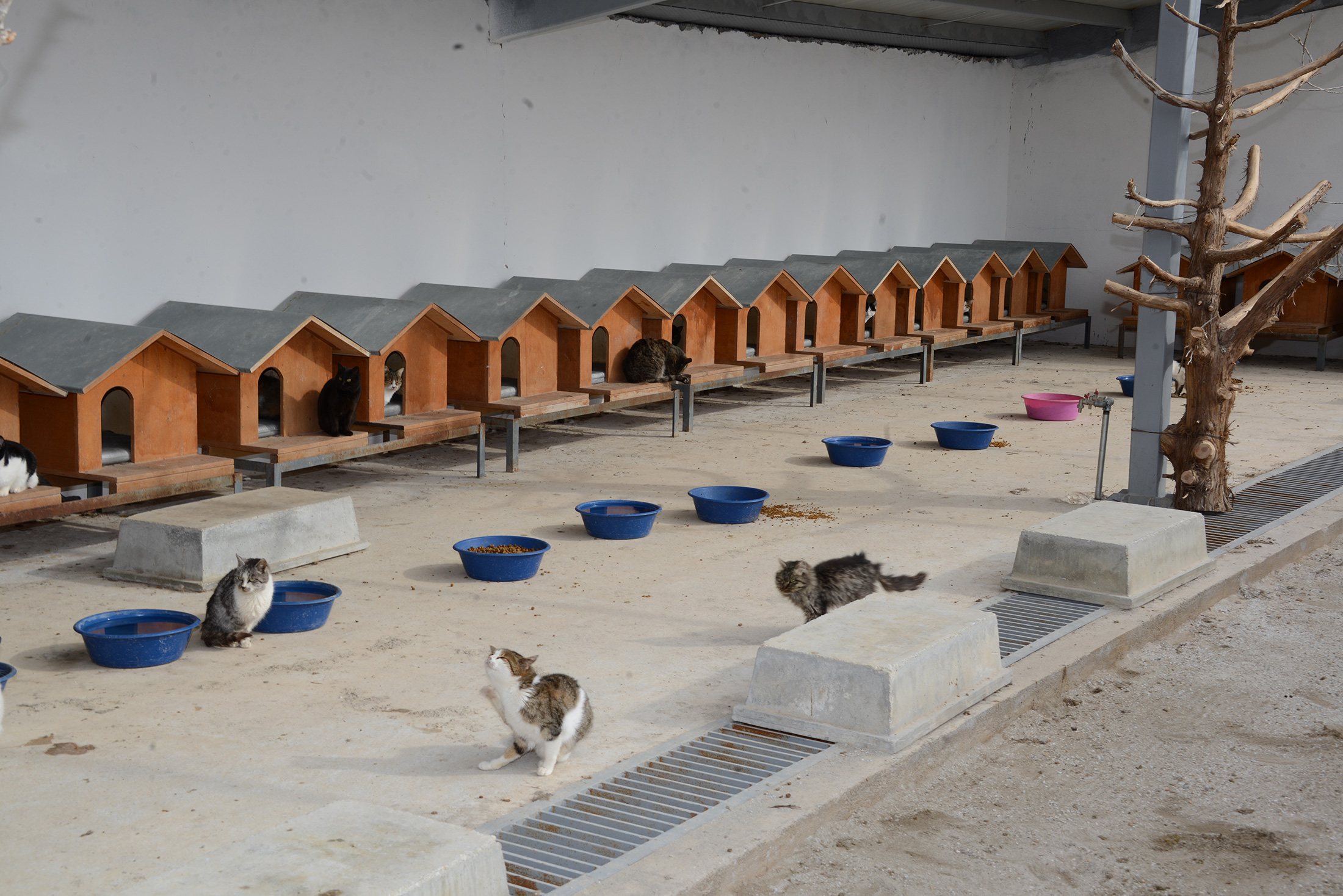 Sevgi ve Merhamet Şehri Konya'da Hayvanlar İçin Acil Müdahale Ekibi 