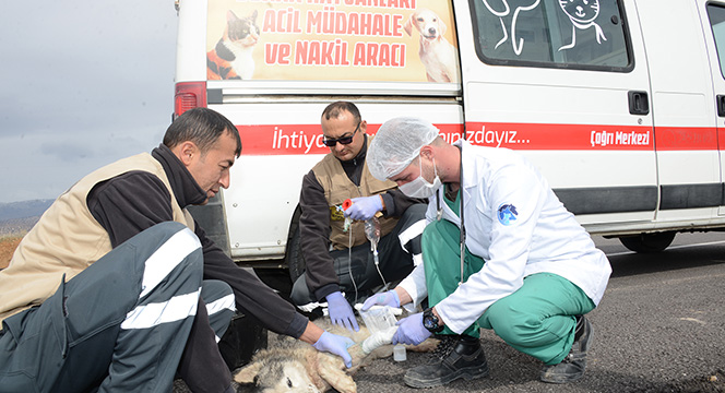 Sevgi ve Merhamet Şehri Konya'da Hayvanlar İçin Acil Müdahale Ekibi 