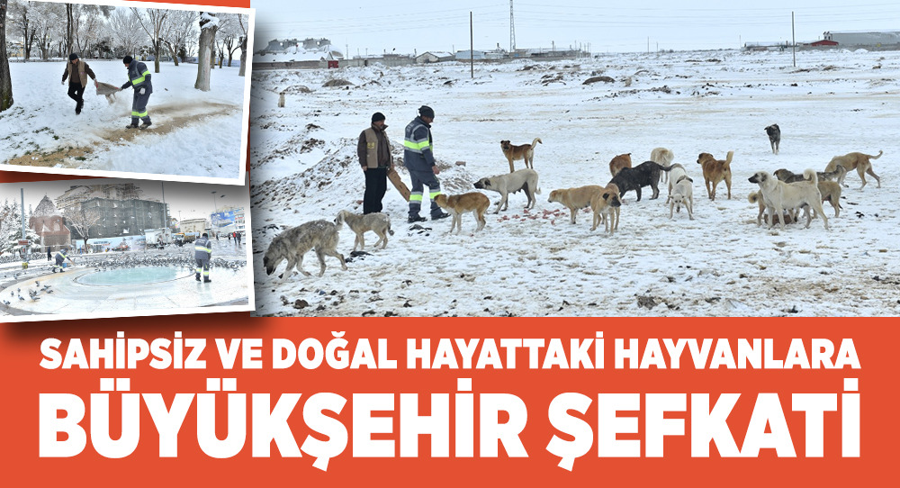 Sahipsiz ve Doğal Hayattaki Hayvanlara Büyükşehir Şefkati