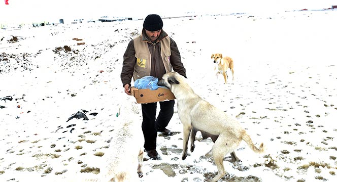 Sahipsiz ve Doğal Hayattaki Hayvanlara Büyükşehir Şefkati