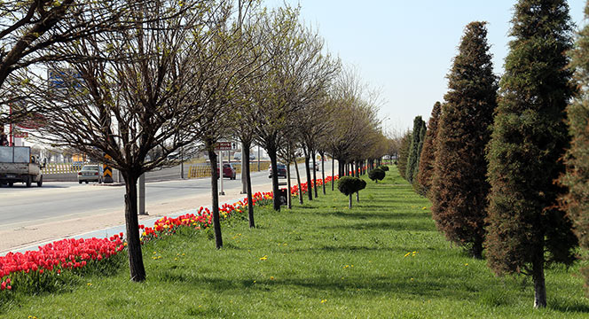 'Yeşil İçinde Konya' İçin Çalışıyoruz