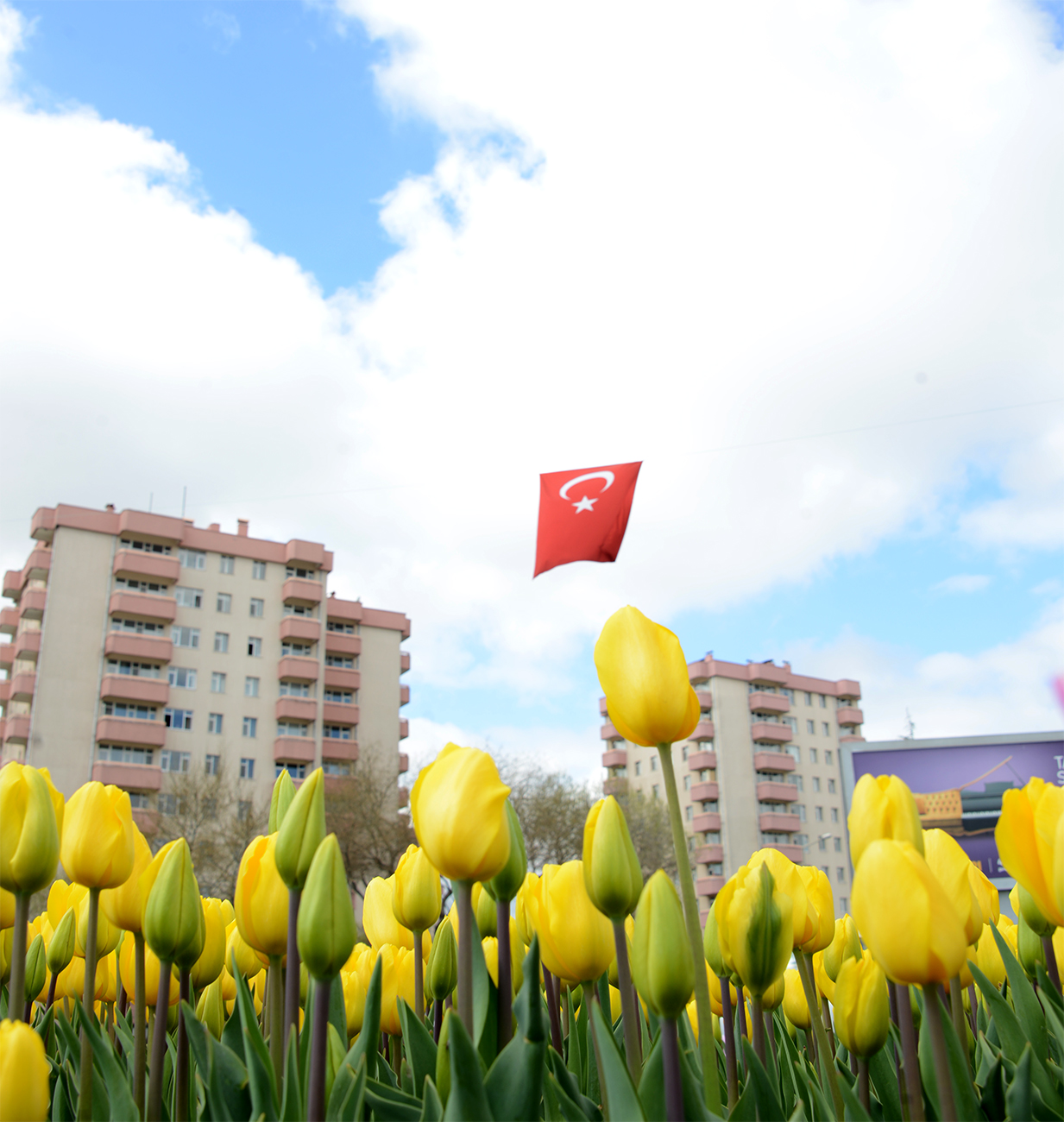 Konya'da 'Lale Mevsimi' Başladı