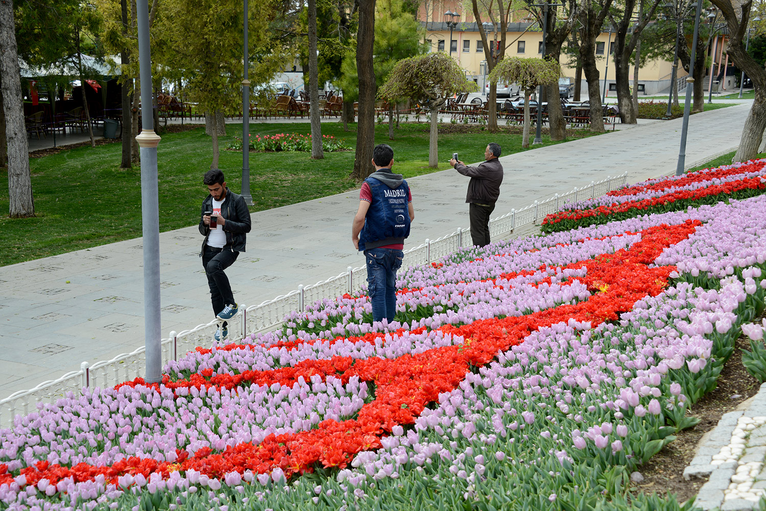Konya'da 'Lale Mevsimi' Başladı