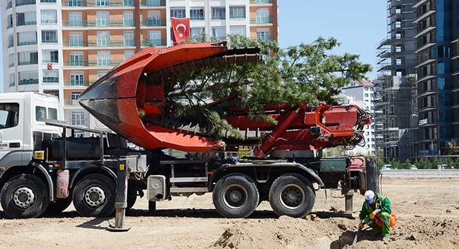 Köprülü Kavşak Çalışmalarından Nakledilen Ağaçlar Bu Parkta Yeşeriyor