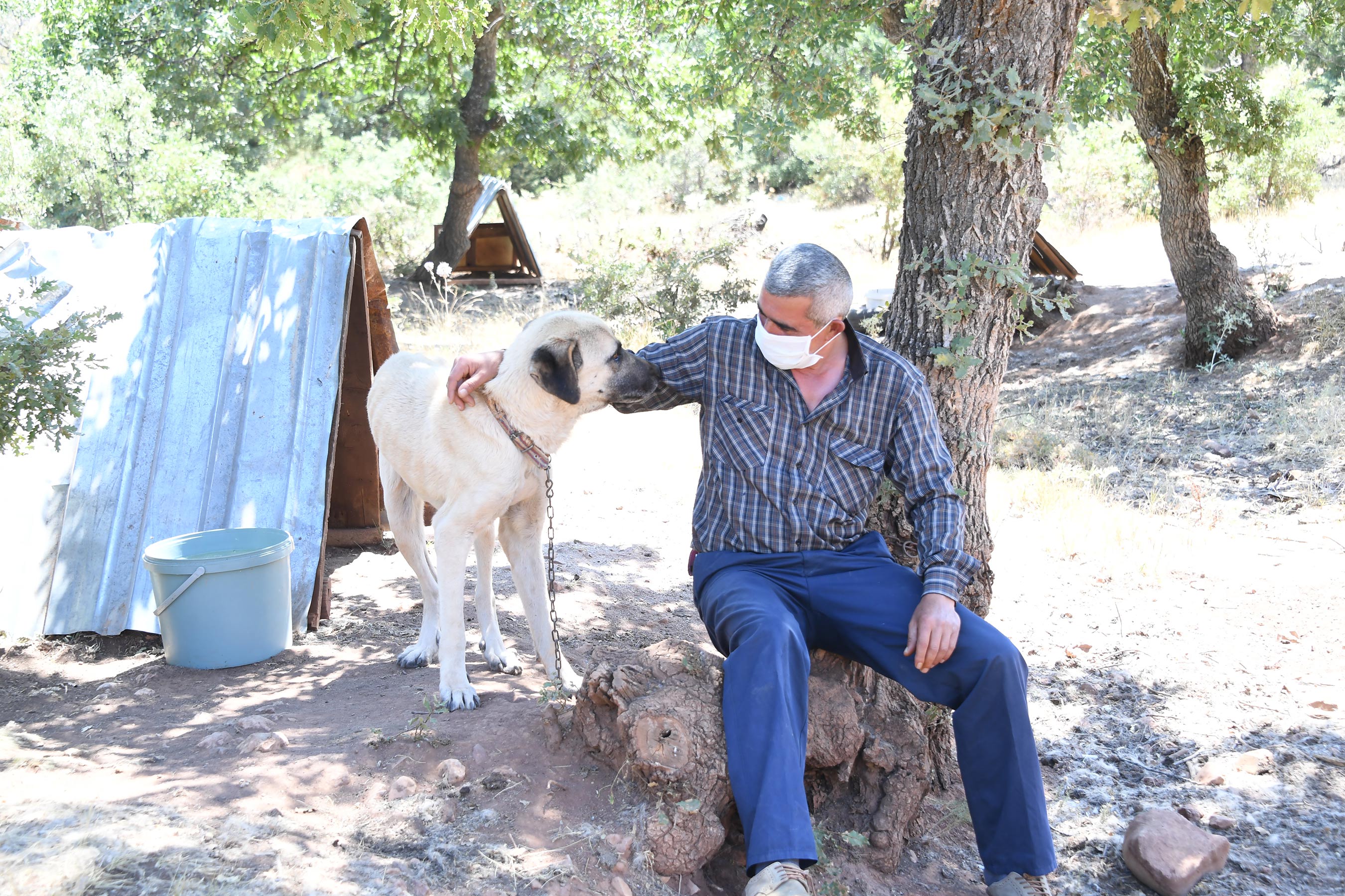 Konya'da Köpeklere Şefkatli ve Huzurlu Yuva