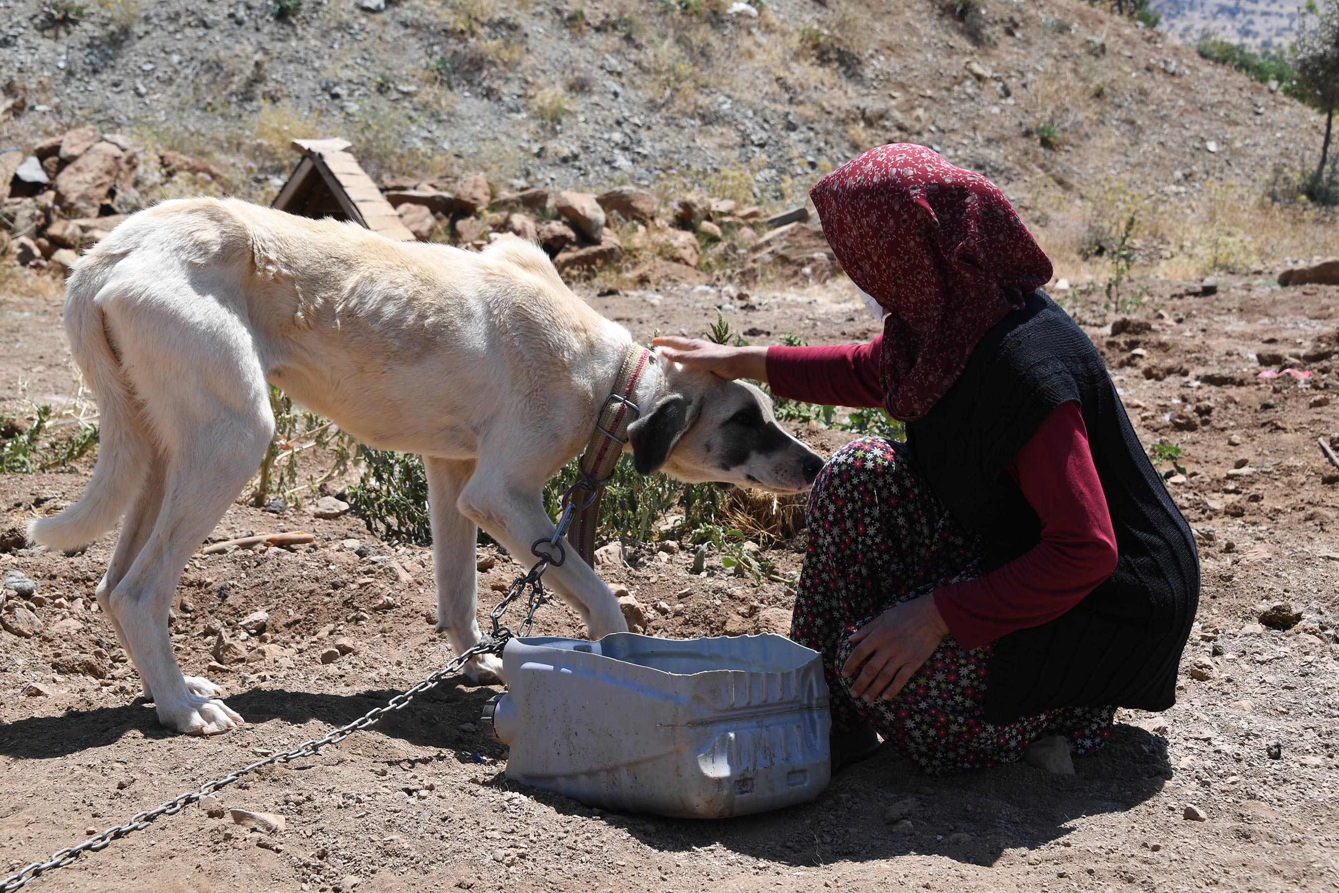 Konya'da Köpeklere Şefkatli ve Huzurlu Yuva