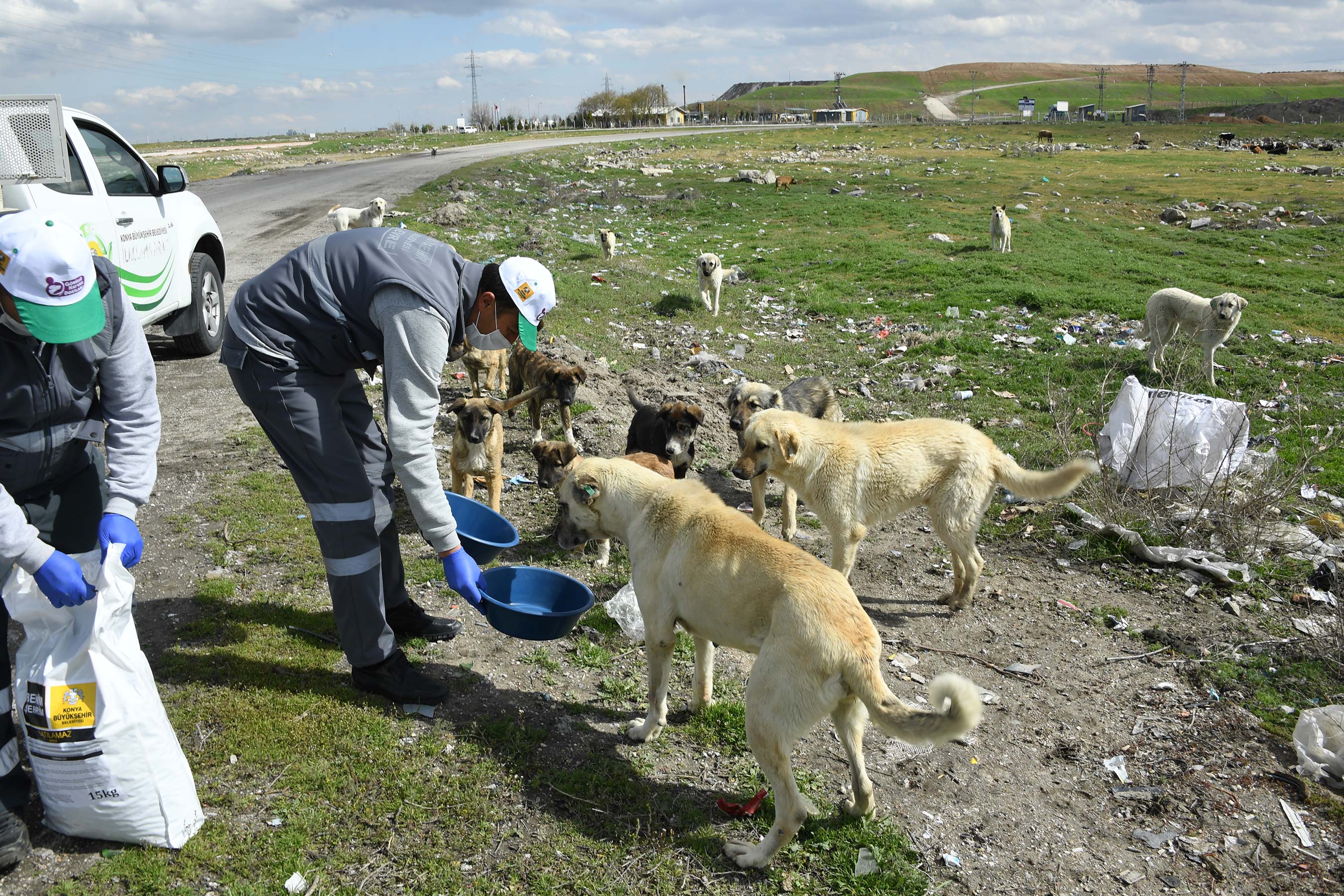 Konya'da Sokak Hayvanlarını Beslemek İçin Ek Tedbir Alındı