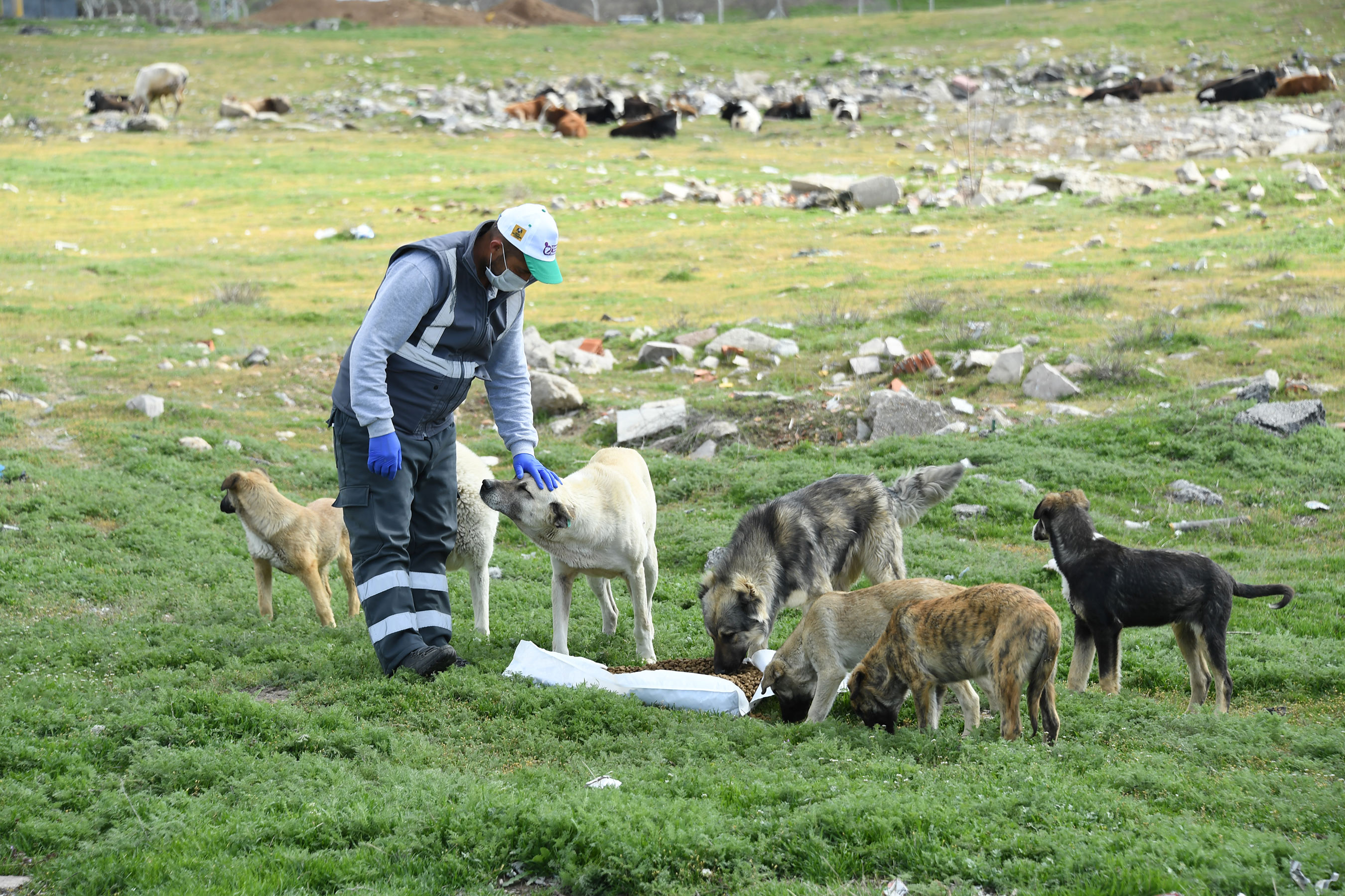 Konya'da Sokak Hayvanlarını Beslemek İçin Ek Tedbir Alındı