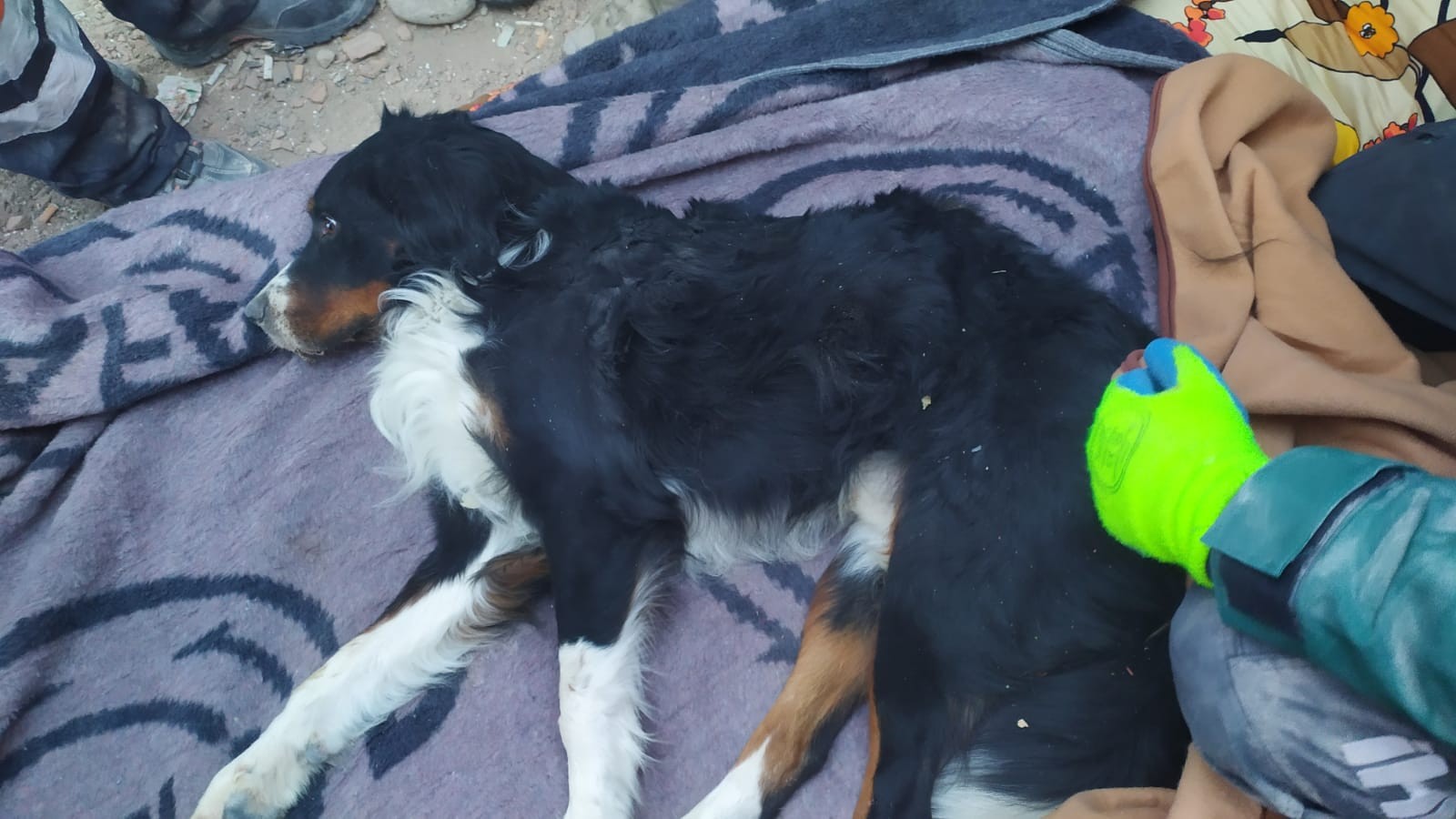Konya İtfaiyesi Deprem Enkazından Ares İsimli Köpeği Sağ Olarak Çıkardı 