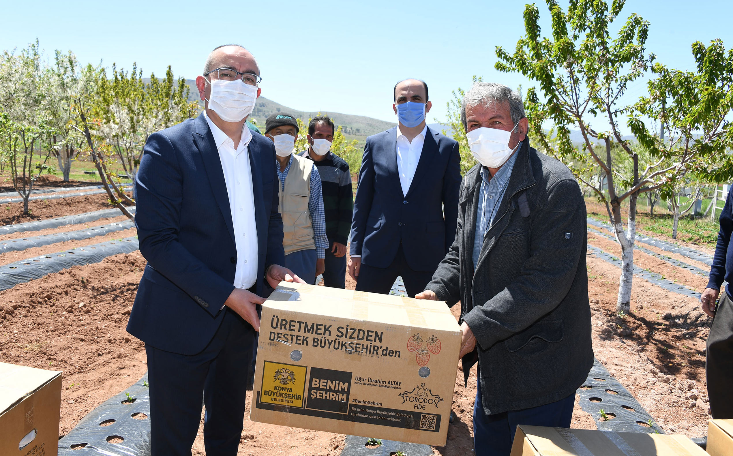 Konya Büyükşehir'den Çiftçiye Çilek Fidesi Desteği