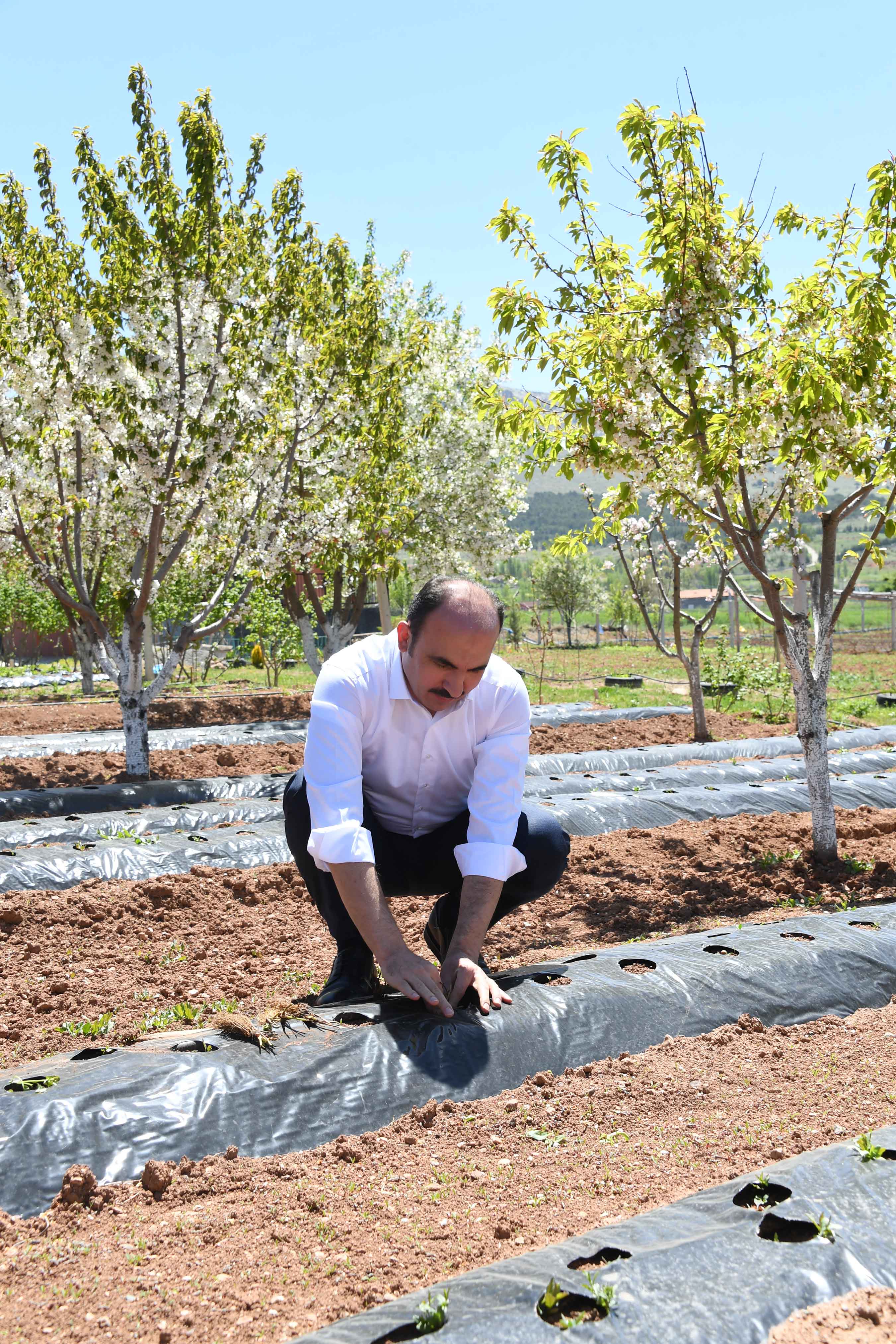 Konya Büyükşehir'den Çiftçiye Çilek Fidesi Desteği