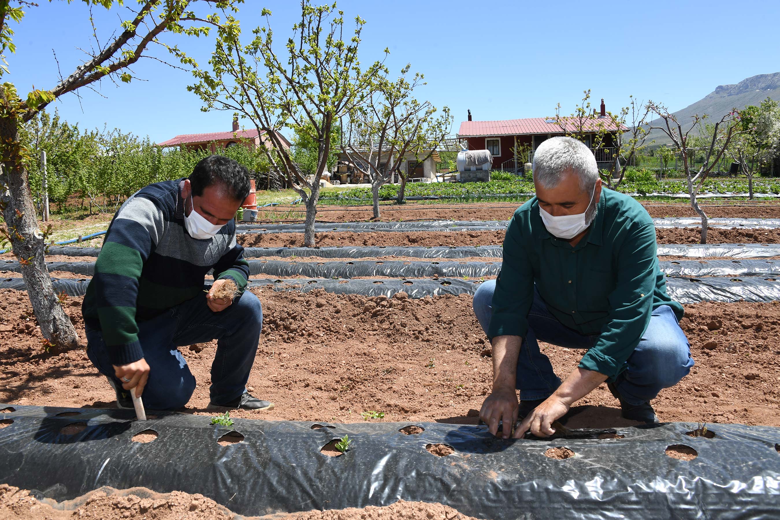 Konya Büyükşehir'den Çiftçiye Çilek Fidesi Desteği