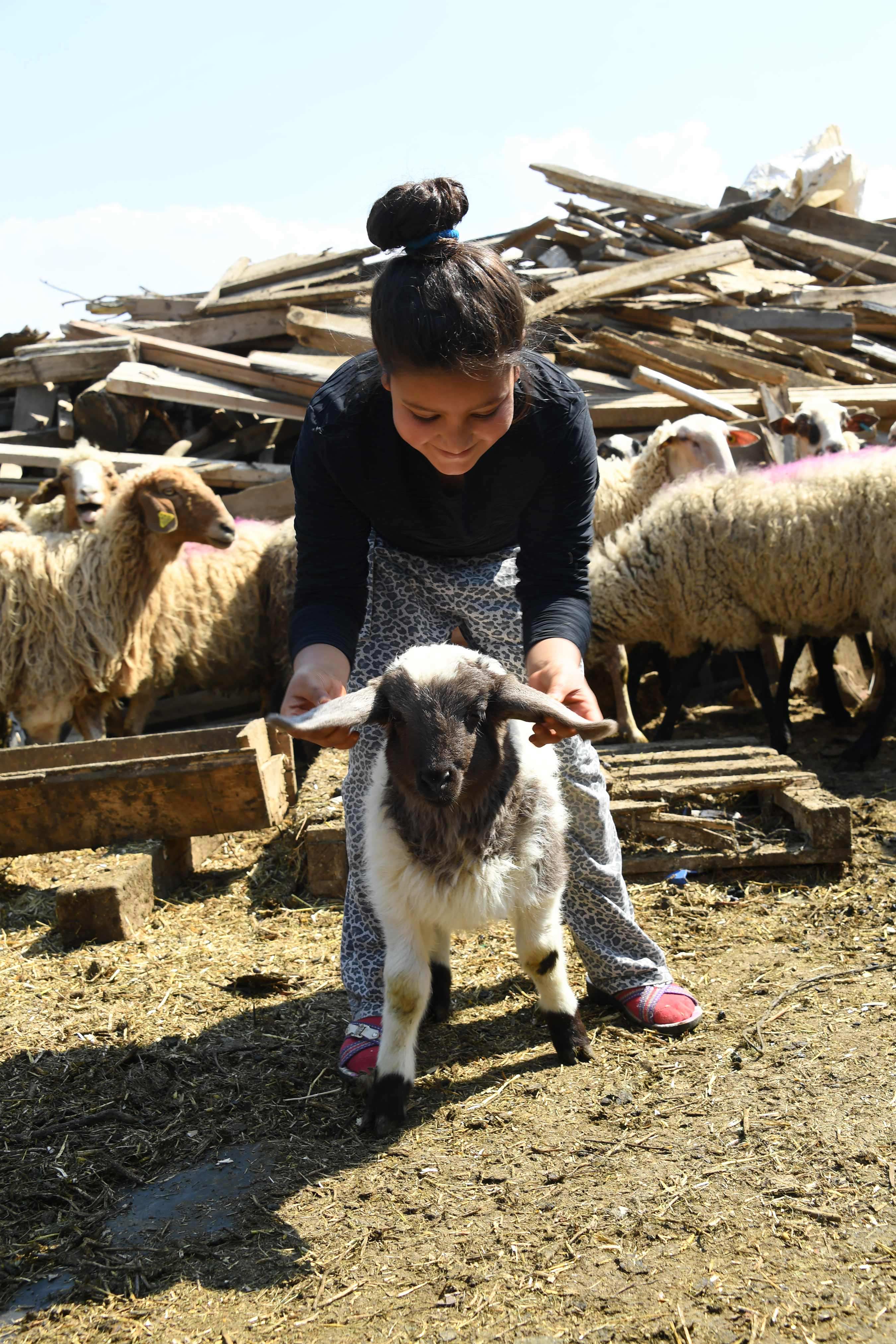 Büyükşehir 20 Koyunu Telef Olan Ailenin Zararını Karşıladı