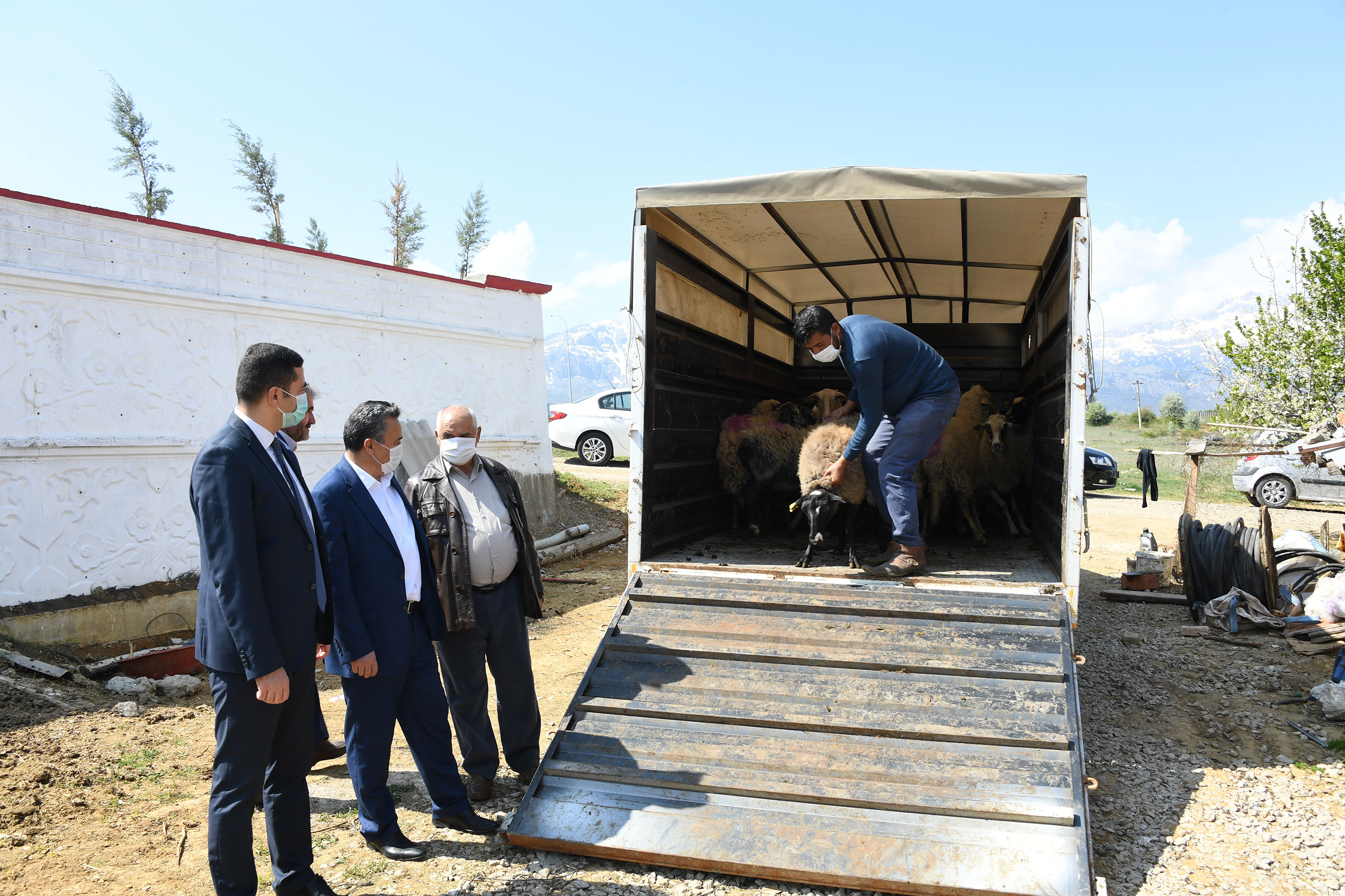 Büyükşehir 20 Koyunu Telef Olan Ailenin Zararını Karşıladı