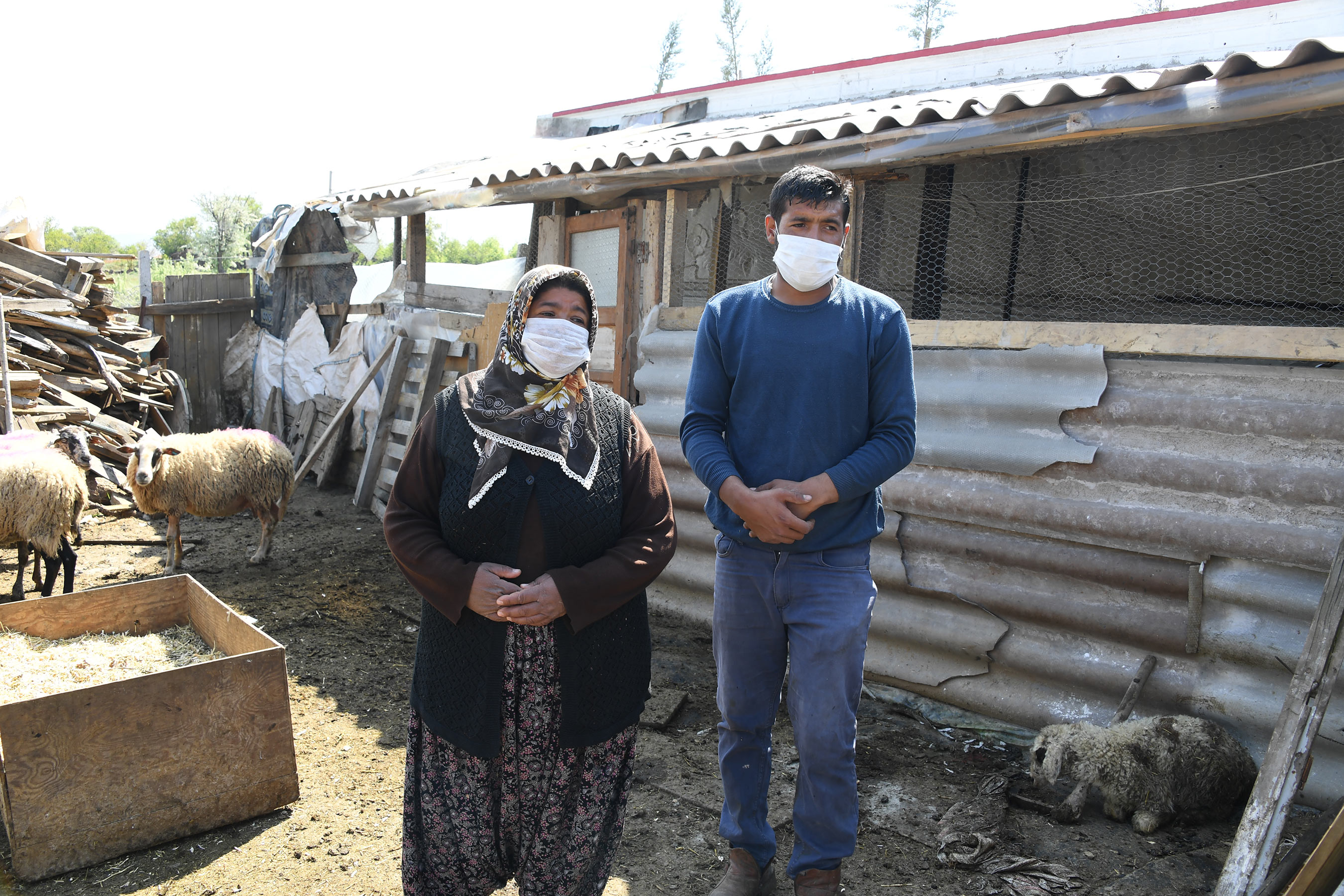 Büyükşehir 20 Koyunu Telef Olan Ailenin Zararını Karşıladı