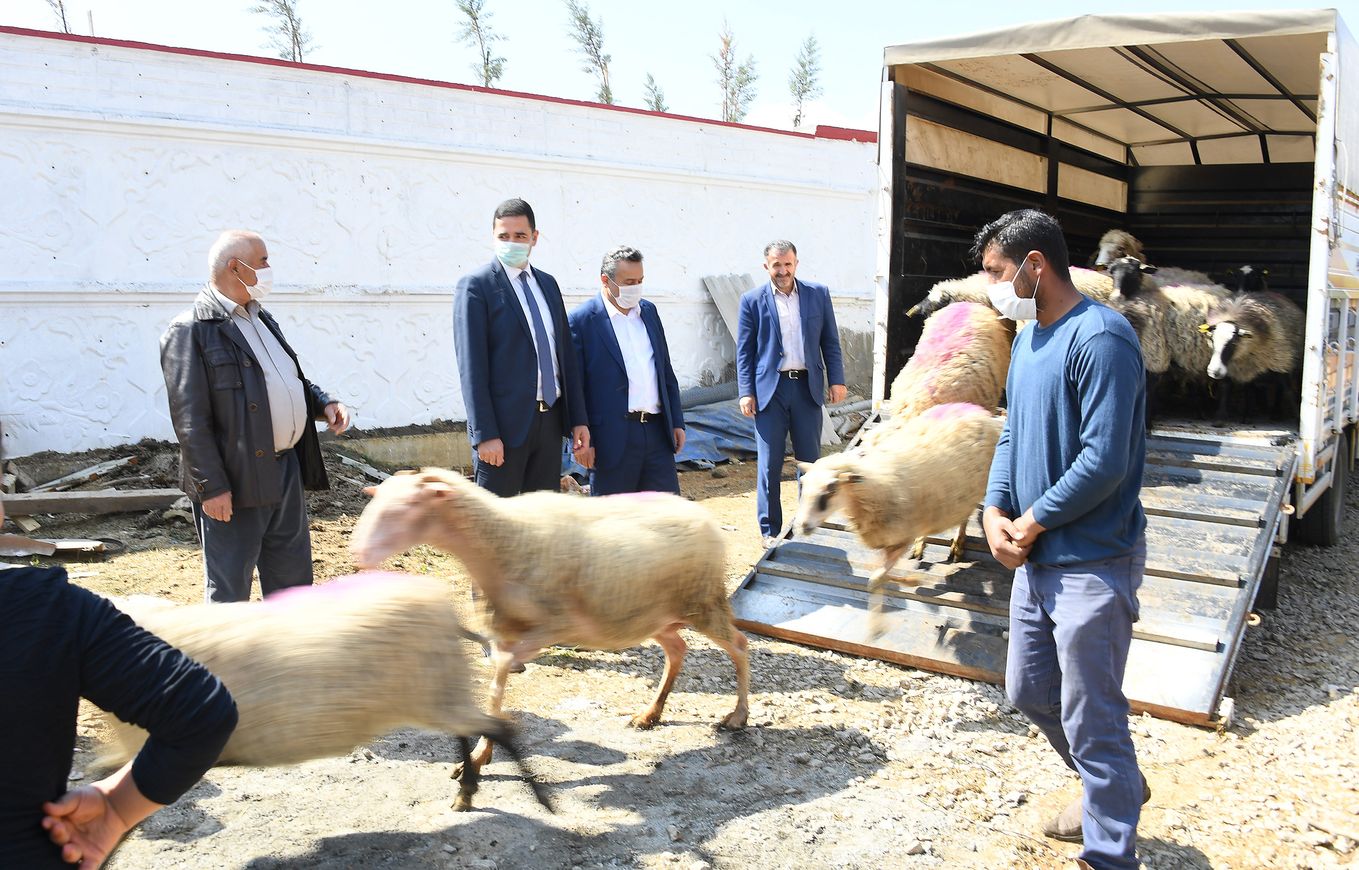 Büyükşehir 20 Koyunu Telef Olan Ailenin Zararını Karşıladı