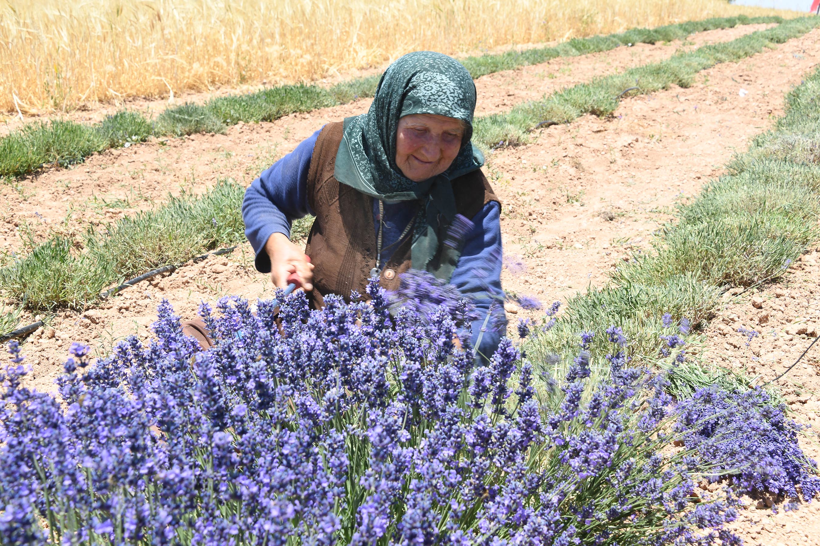 Güneysınır'da Ekilen Lavantanın İlk Hasadı Yapıldı