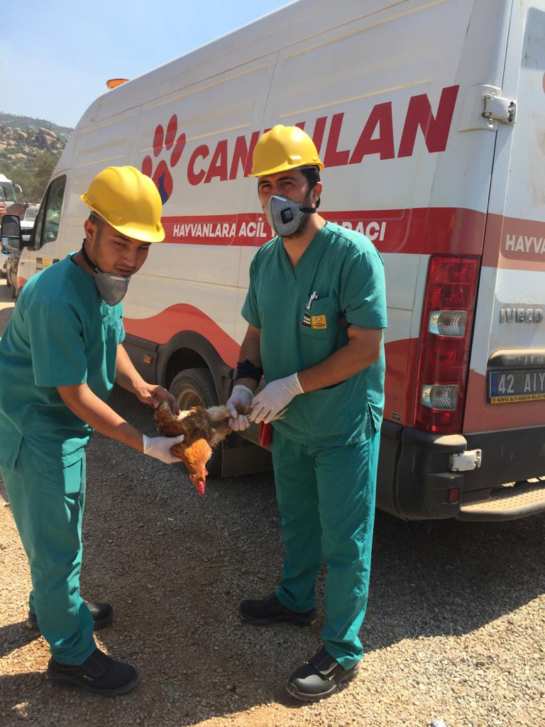 'Canbulan' Manavgat'tan Sonra Şimdi Muğla'da 