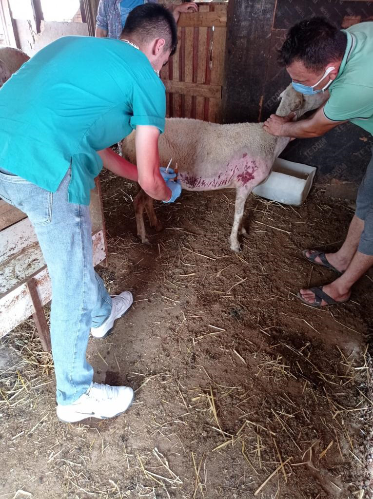 'Canbulan' Yangından Zarar Gören Hayvanların Yarasını Sarıyor 