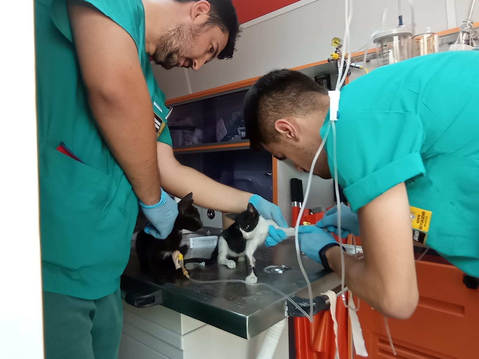 'Canbulan' Yangından Zarar Gören Hayvanların Yarasını Sarıyor 