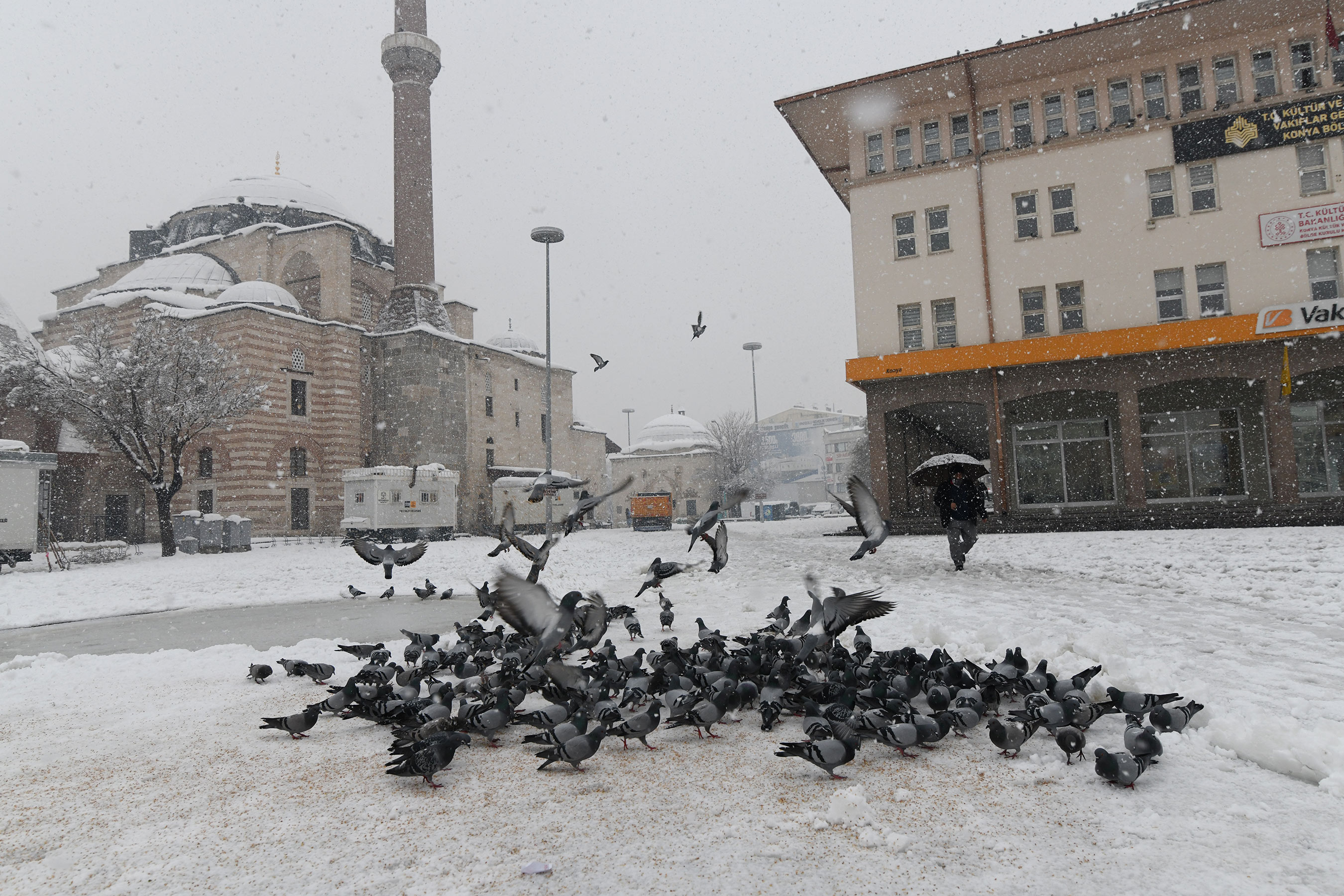 Büyükşehir Doğadaki Sahipsiz Hayvanlara Yem Bırakıyor