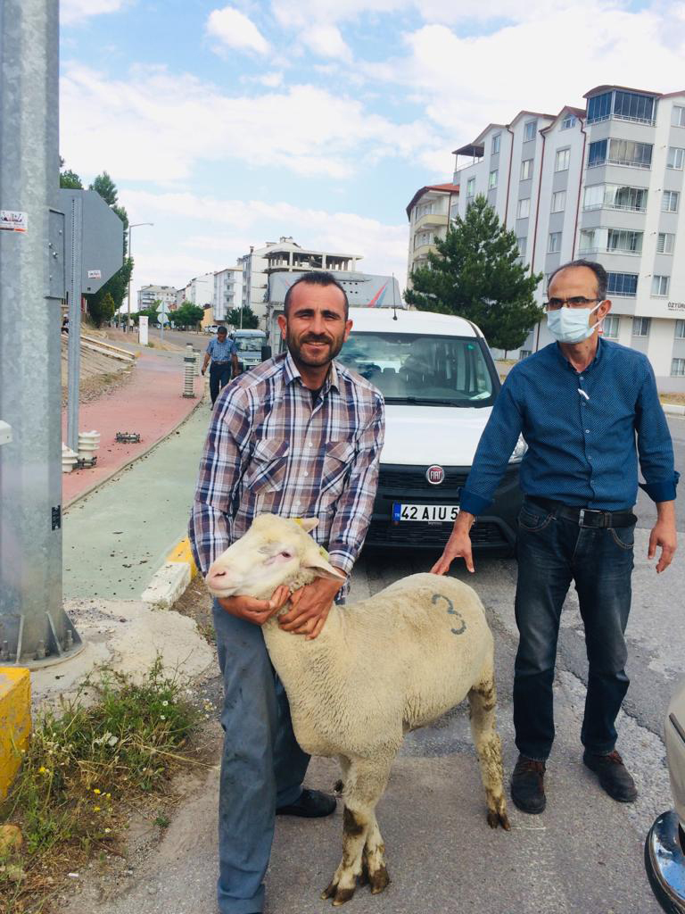 Konya Büyükşehir'den Üreticiye Damızlık Koç Desteği 
