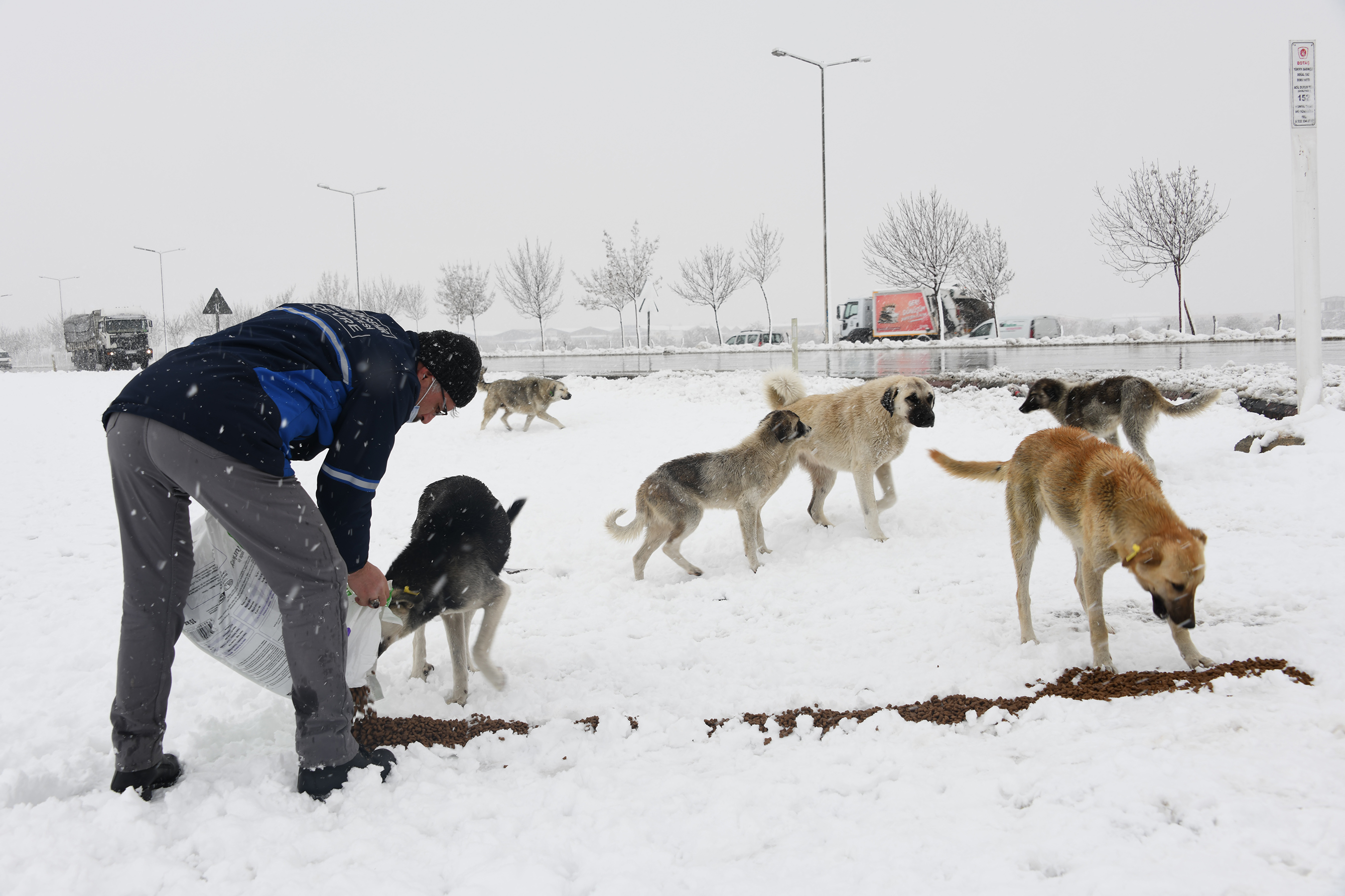 Konya Büyükşehir Soğuk Kış Günlerinde Sahipsiz Hayvanların Yanında 