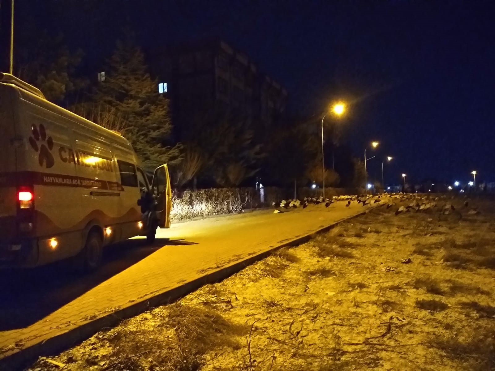 Konya Büyükşehir Fırtına Nedeniyle Şehir Merkezine İnen Leyleklere Kucak Açtı