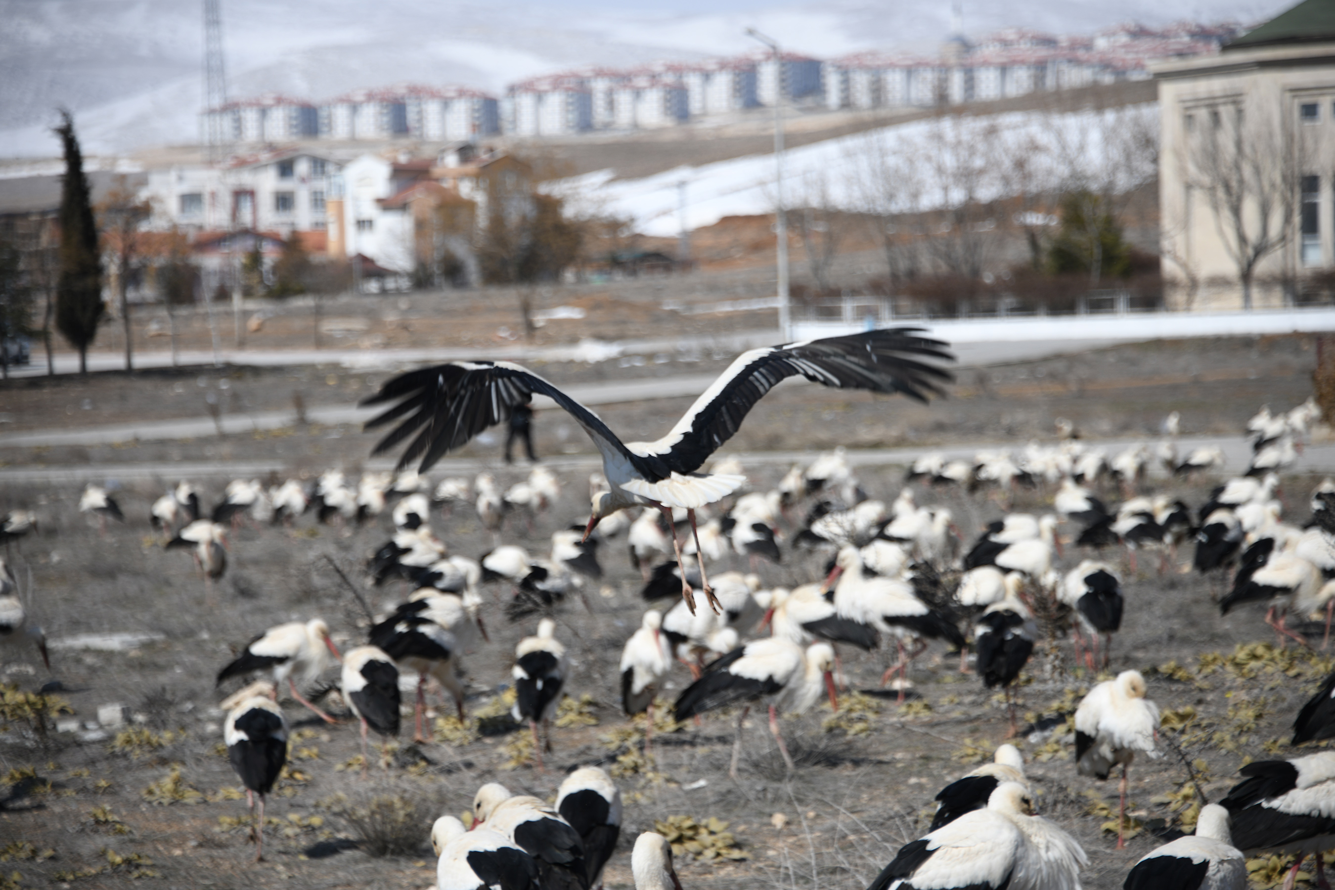 Konya Büyükşehir Fırtına Nedeniyle Şehir Merkezine İnen Leyleklere Kucak Açtı