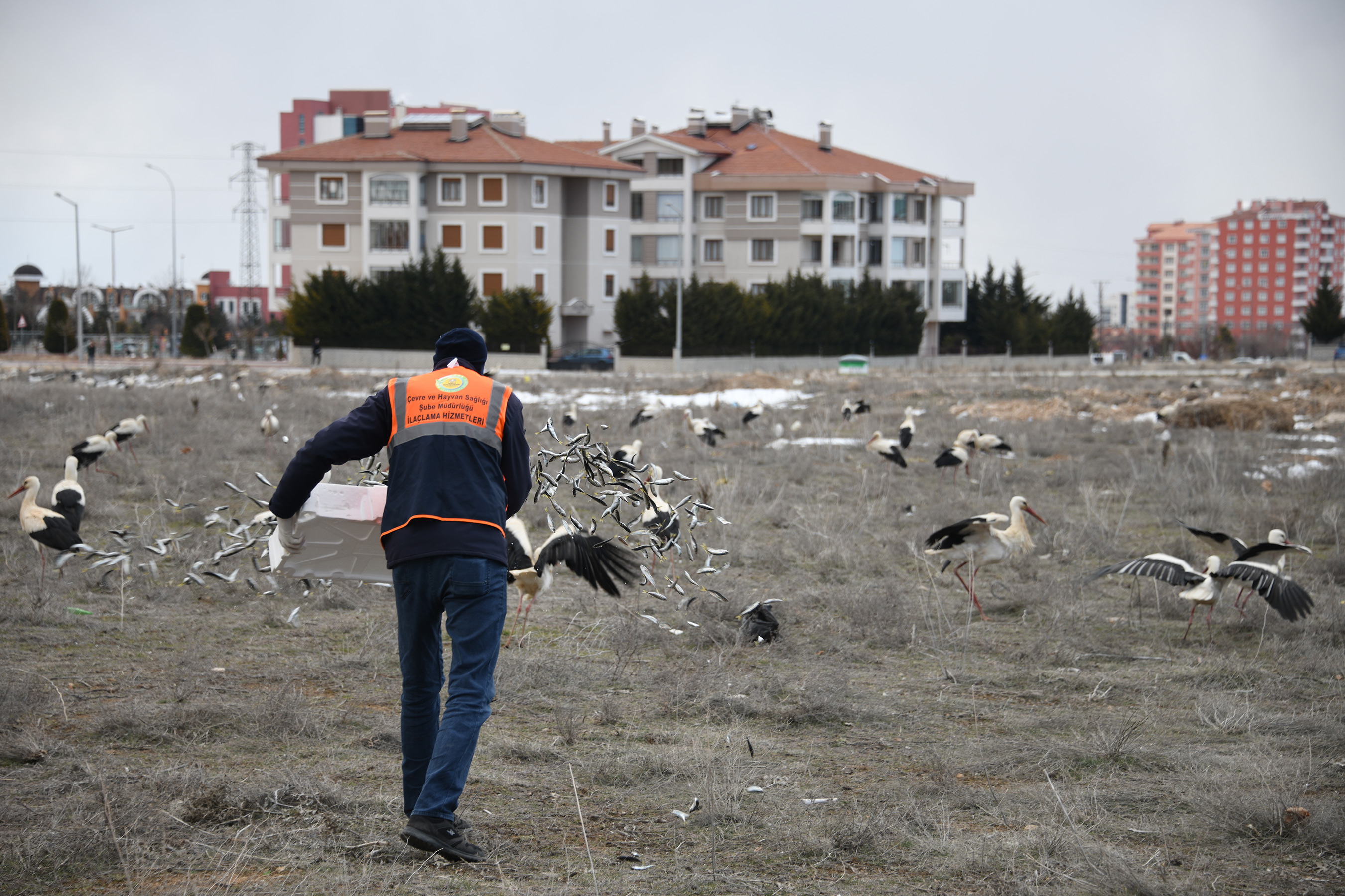 Konya Büyükşehir Fırtına Nedeniyle Şehir Merkezine İnen Leyleklere Kucak Açtı