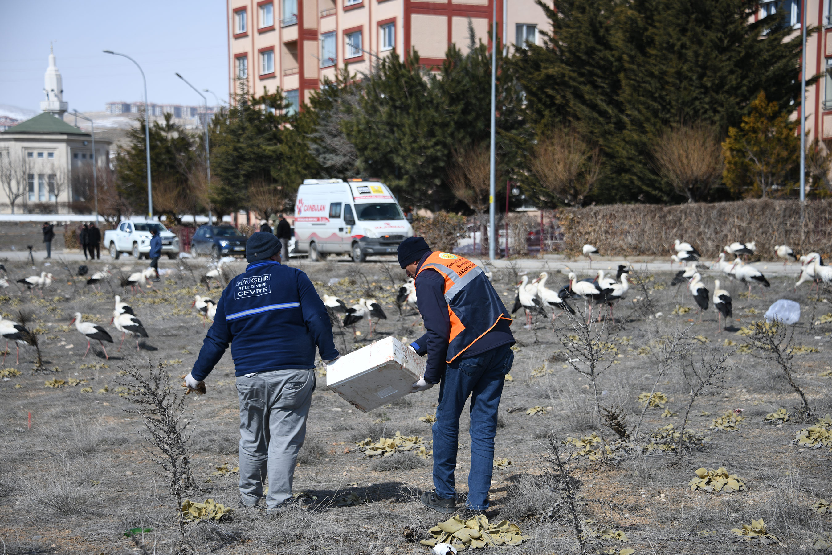 Konya Büyükşehir Fırtına Nedeniyle Şehir Merkezine İnen Leyleklere Kucak Açtı