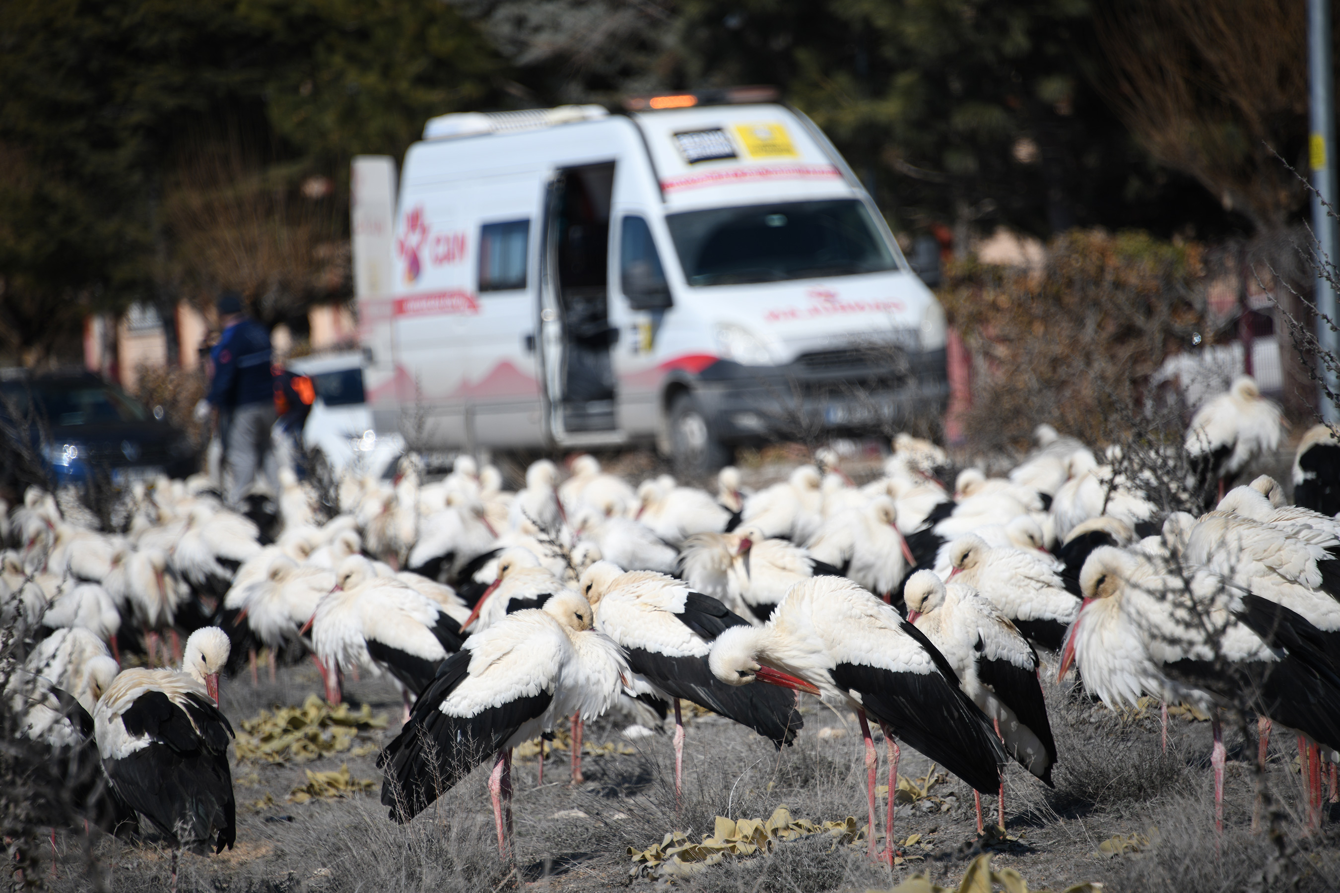 Konya Büyükşehir Fırtına Nedeniyle Şehir Merkezine İnen Leyleklere Kucak Açtı
