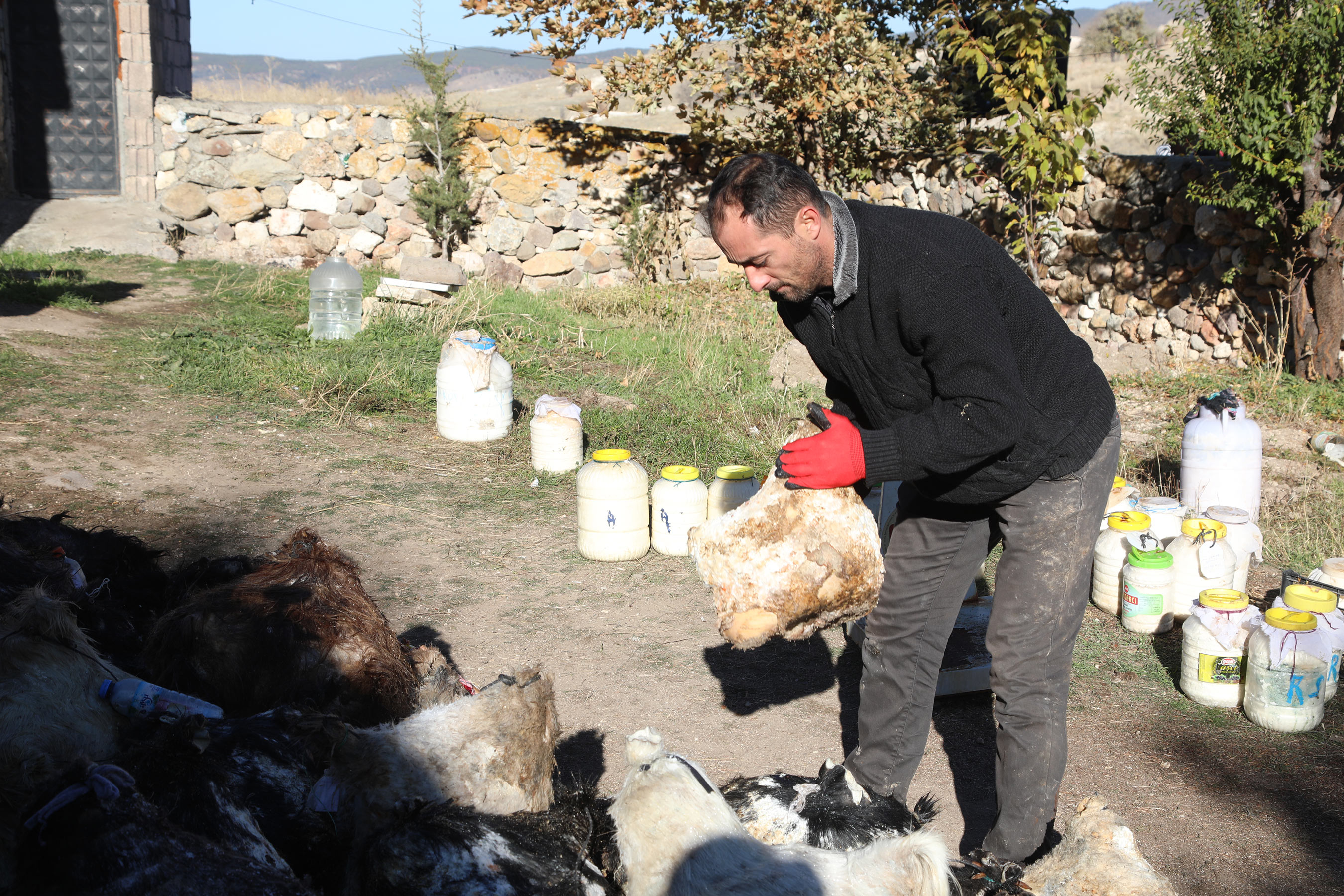 Konya Büyükşehir Kızılören'de Mağaradan Peynir Çıkarma Geleneğini Yaşatıyor 