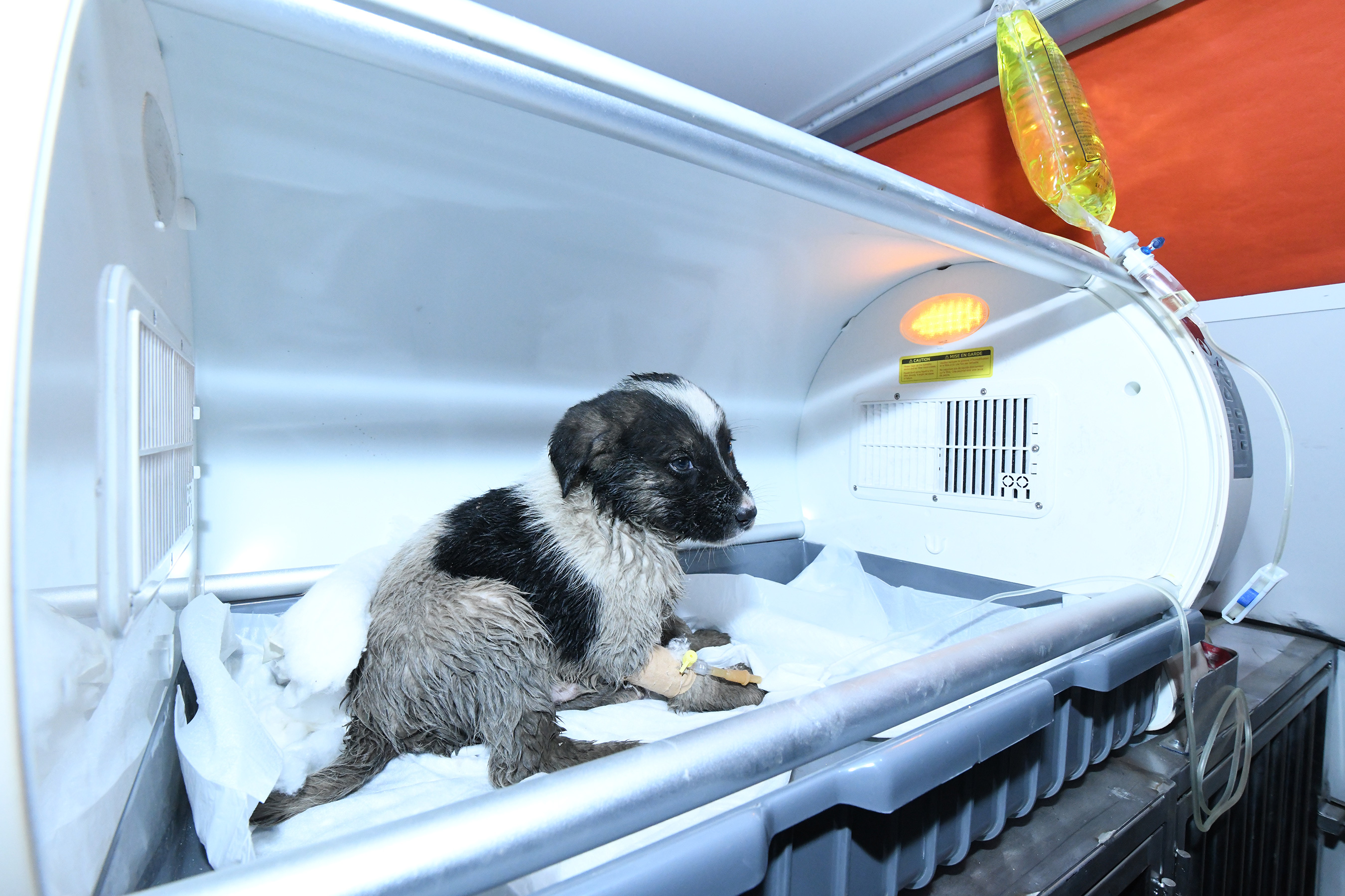 Kanalizasyon Hattına Giren Yavru Köpek Konya Büyükşehir Ekiplerince Kurtarıldı