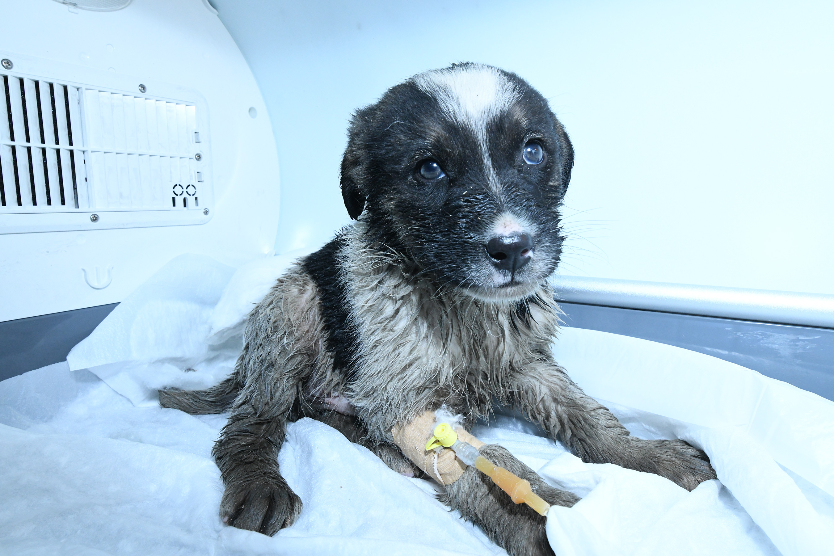 Kanalizasyon Hattına Giren Yavru Köpek Konya Büyükşehir Ekiplerince Kurtarıldı