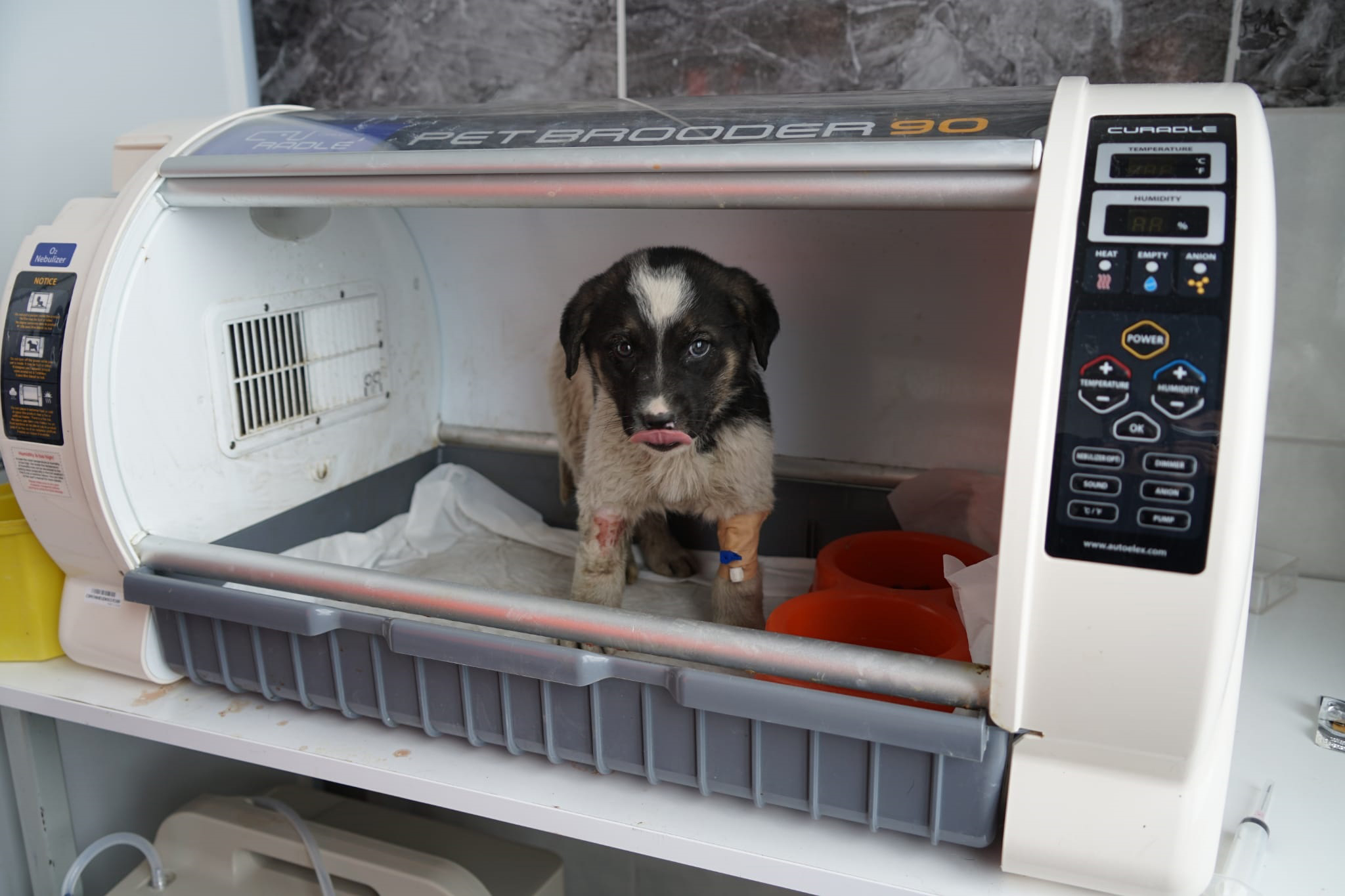 Kanalizasyon Hattına Giren Yavru Köpek Konya Büyükşehir Ekiplerince Kurtarıldı