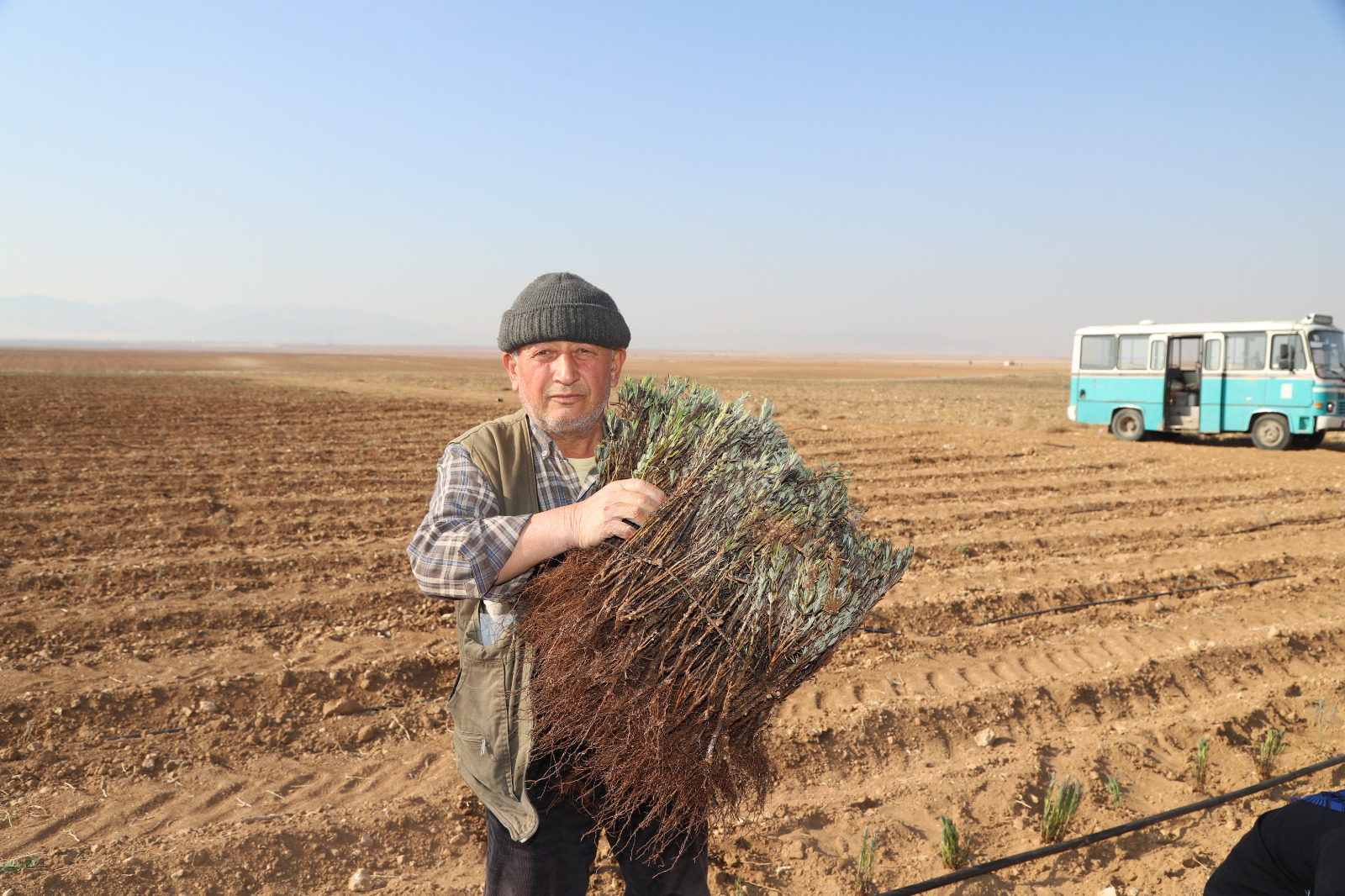 Konya Büyükşehir'in Üreticiye Lavanta Fidesi Desteği Sürüyor