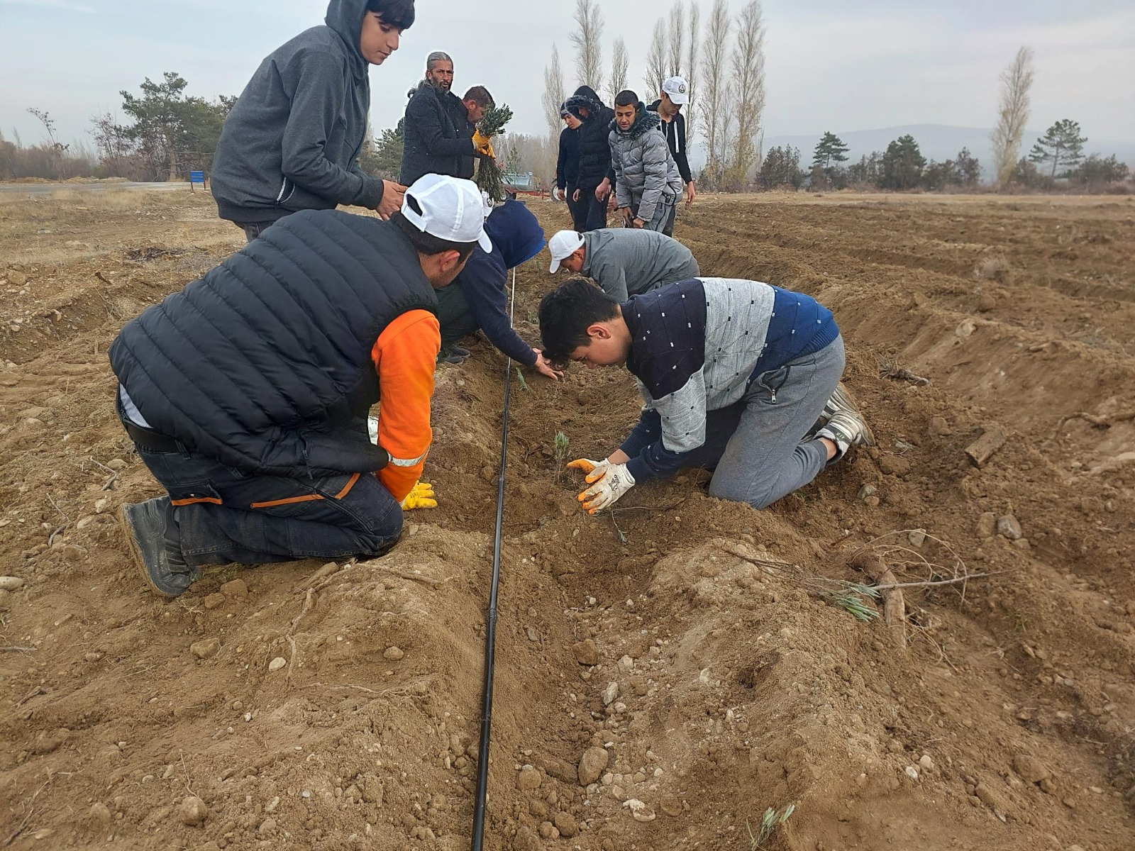 Konya Büyükşehir'in Üreticiye Lavanta Fidesi Desteği Sürüyor