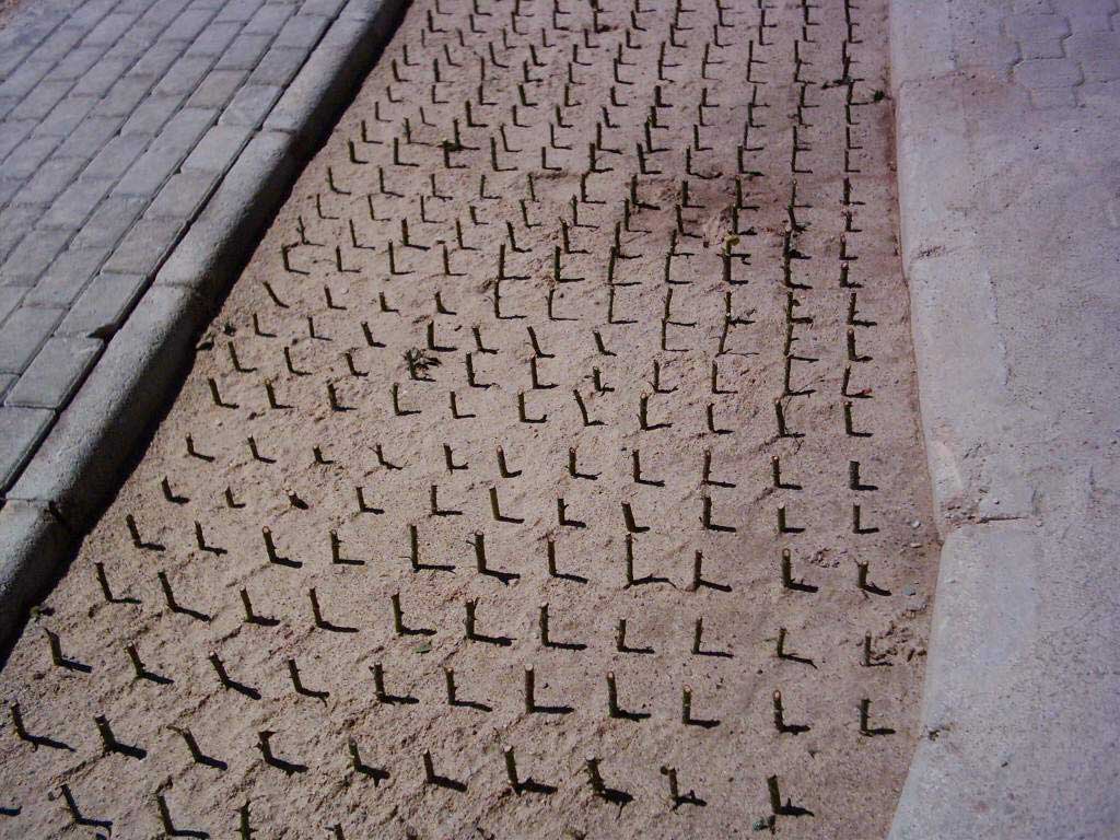 GÜL ÜRETİM ÇALIŞMALARI