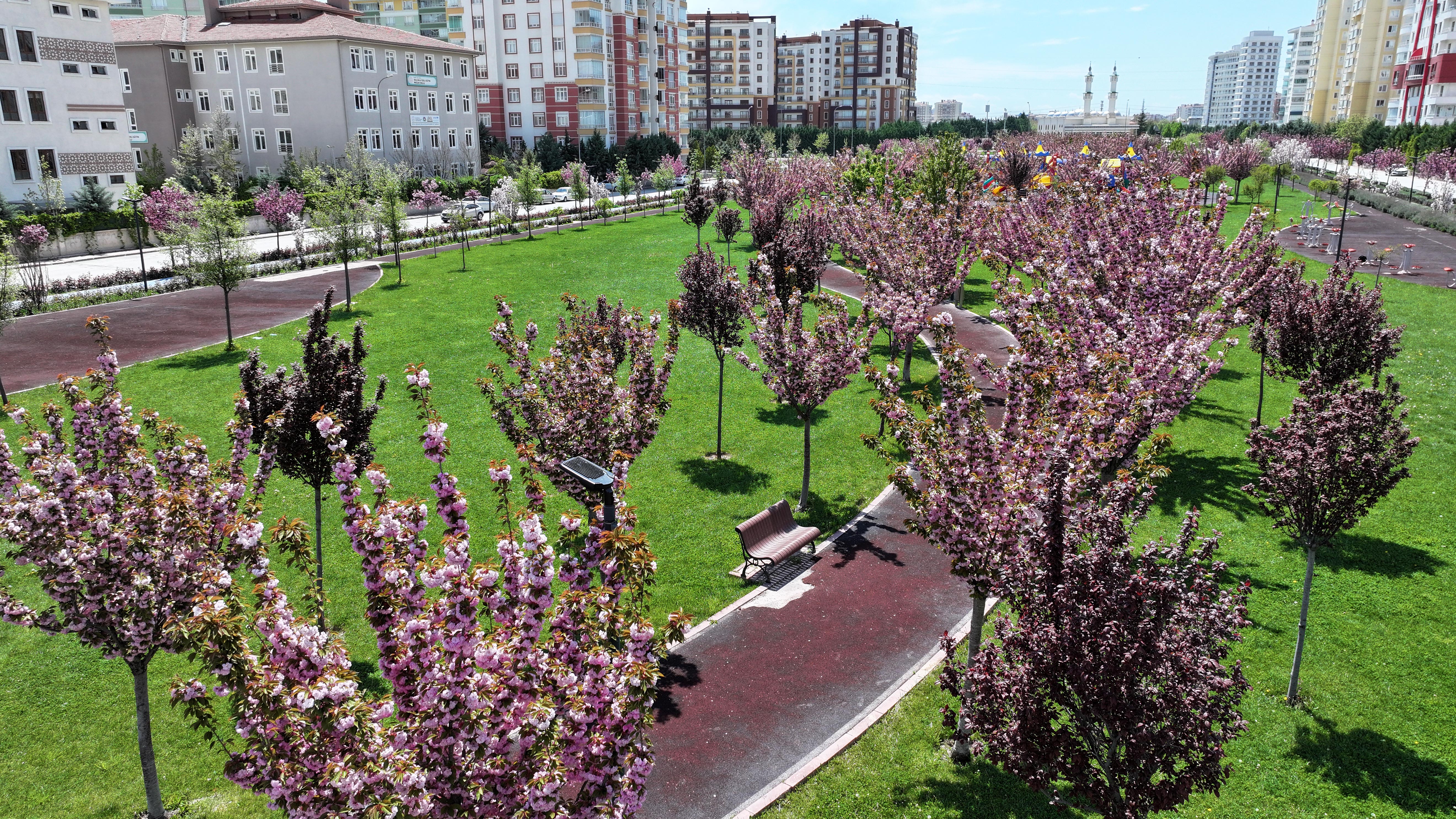 SAKURALAR İÇİN JAPONYA’YA GİTMENİZE GEREK YOK; KONYA’DA SAKURA MEVSİMİ BAŞLADI