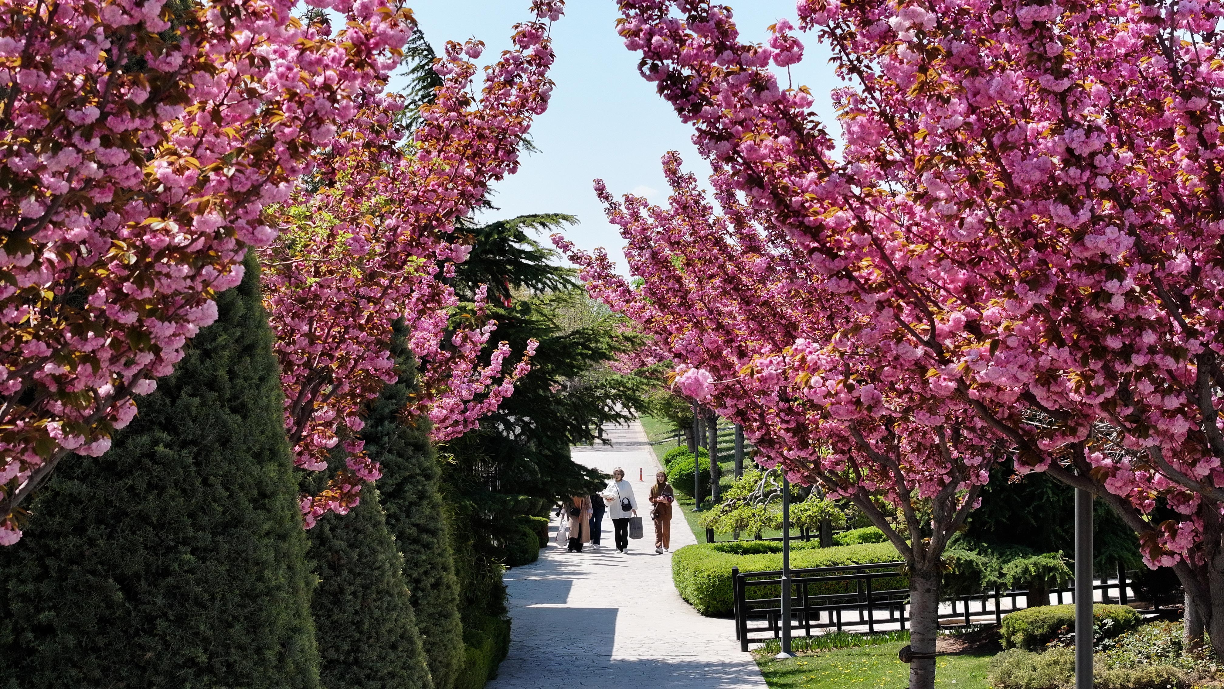 SAKURALAR İÇİN JAPONYA’YA GİTMENİZE GEREK YOK; KONYA’DA SAKURA MEVSİMİ BAŞLADI