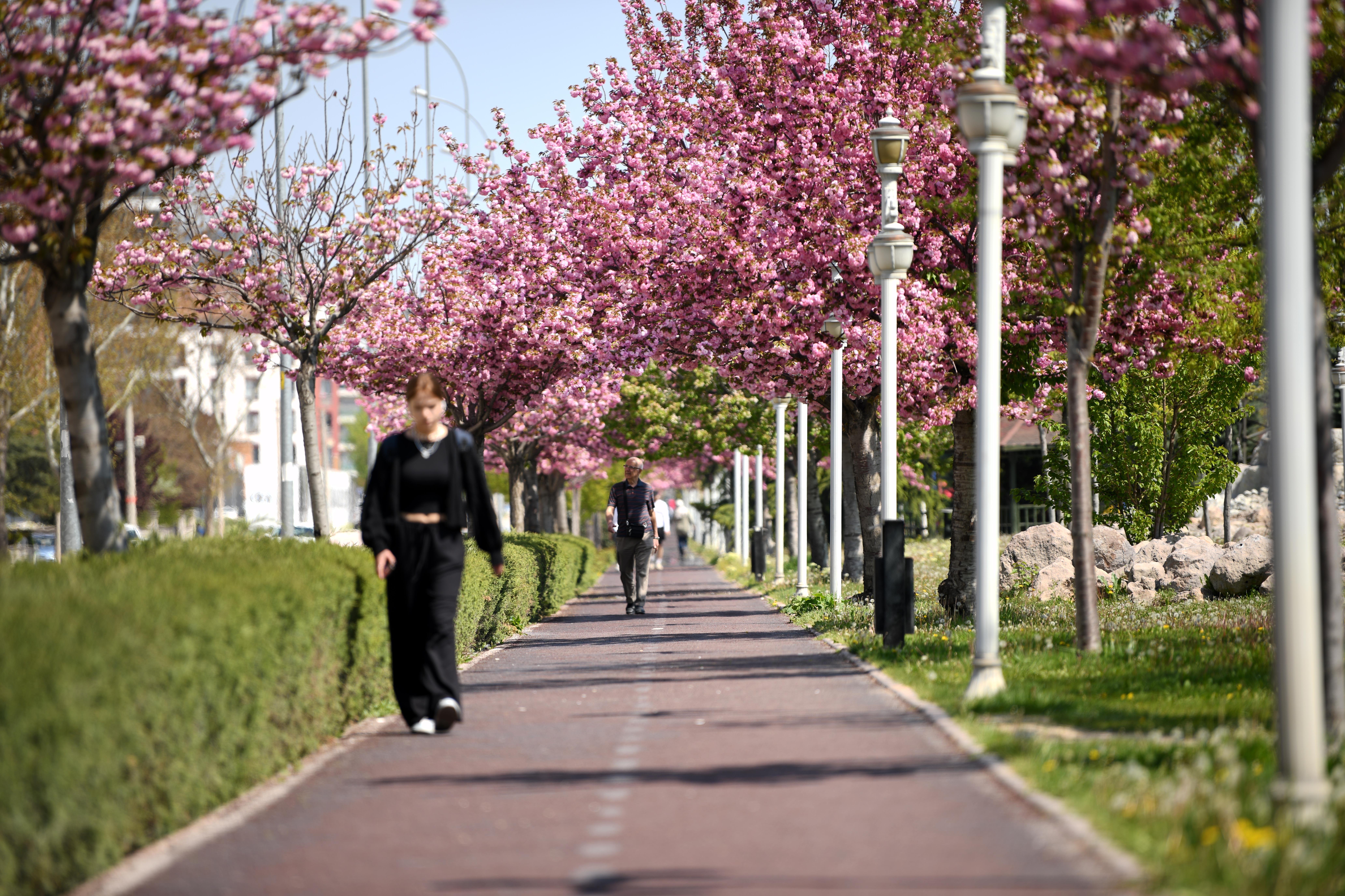 SAKURALAR İÇİN JAPONYA’YA GİTMENİZE GEREK YOK; KONYA’DA SAKURA MEVSİMİ BAŞLADI
