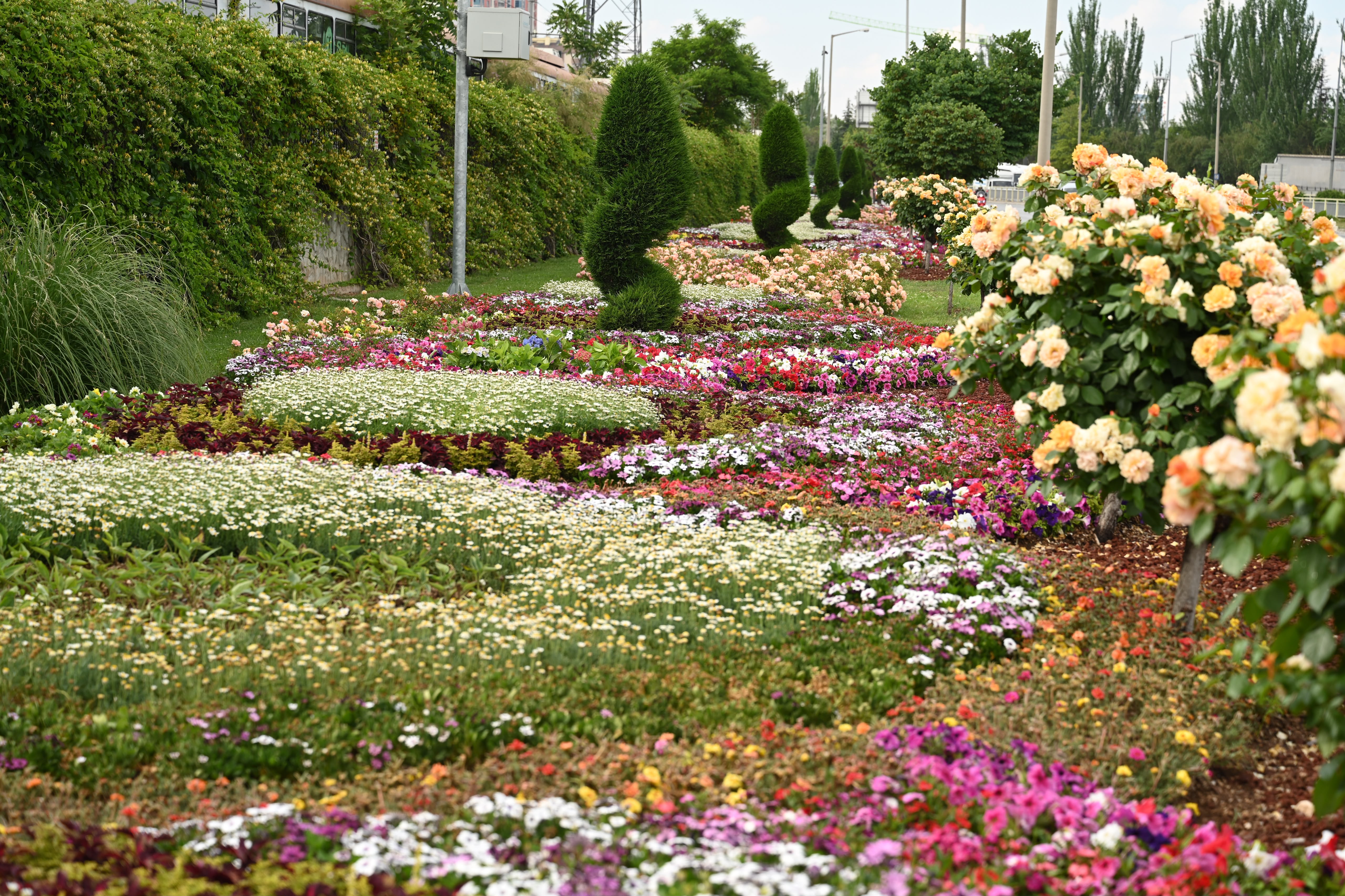 KONYA BÜYÜKŞEHİR’İN ÇİÇEKLERLE BEZEDİĞİ CADDE VE PARKLAR GÖZ KAMAŞTIRIYOR