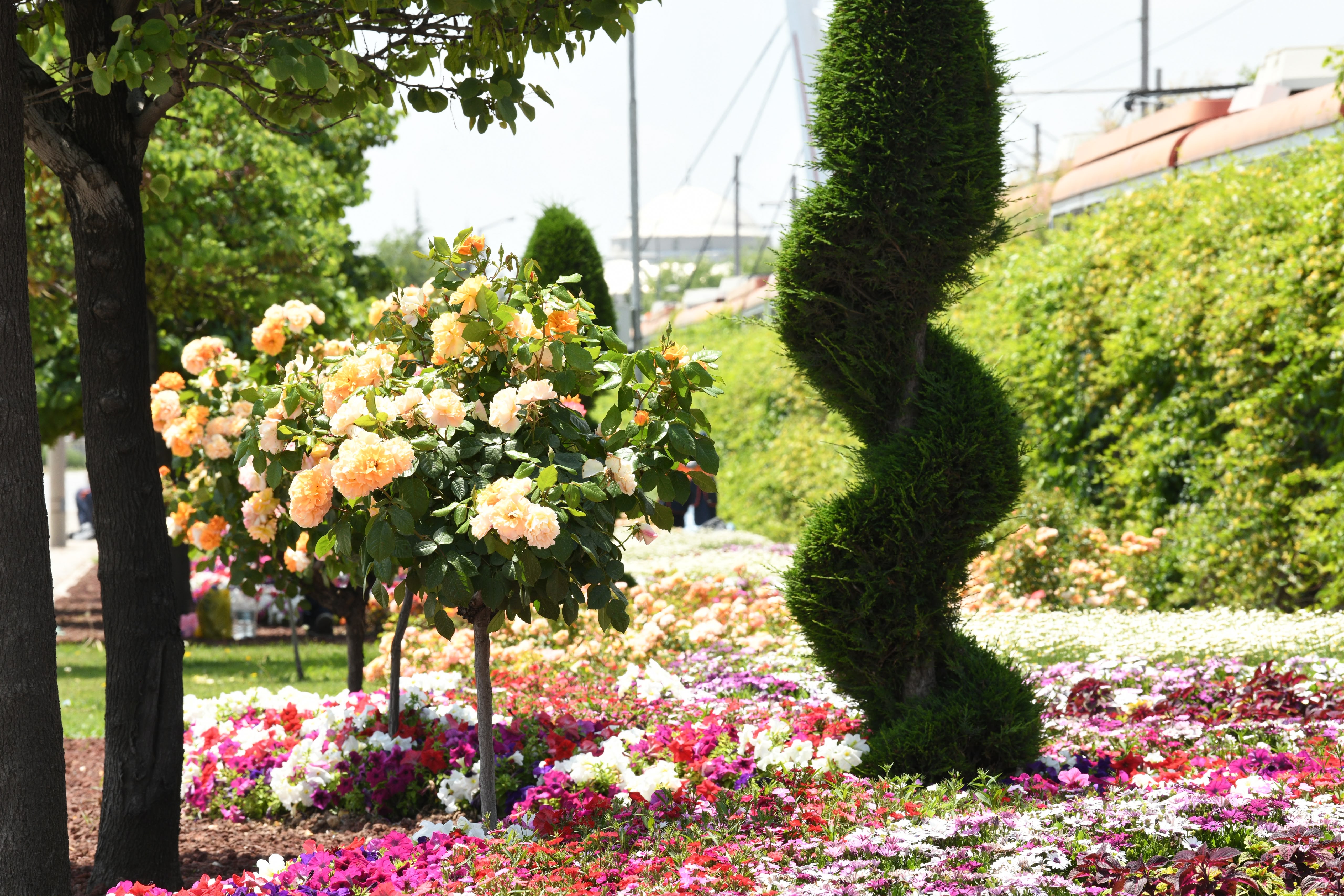 KONYA BÜYÜKŞEHİR’İN ÇİÇEKLERLE BEZEDİĞİ CADDE VE PARKLAR GÖZ KAMAŞTIRIYOR