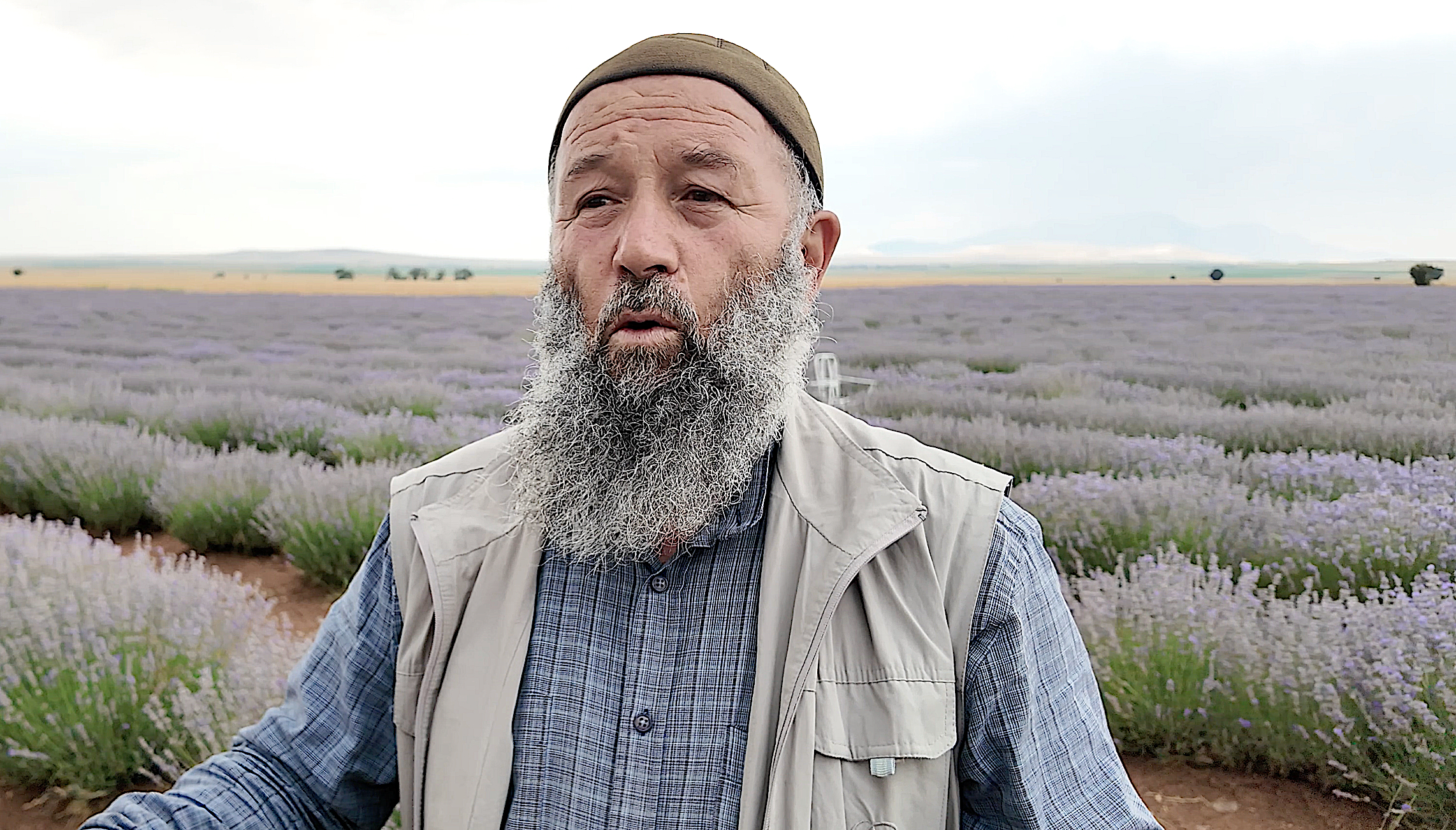 KONYA BÜYÜKŞEHİR LAVANTA DESTEĞİYLE KONYA OVASINDA ÖRNEK BİR DÖNÜŞÜME ÖNCÜLÜK EDİYOR