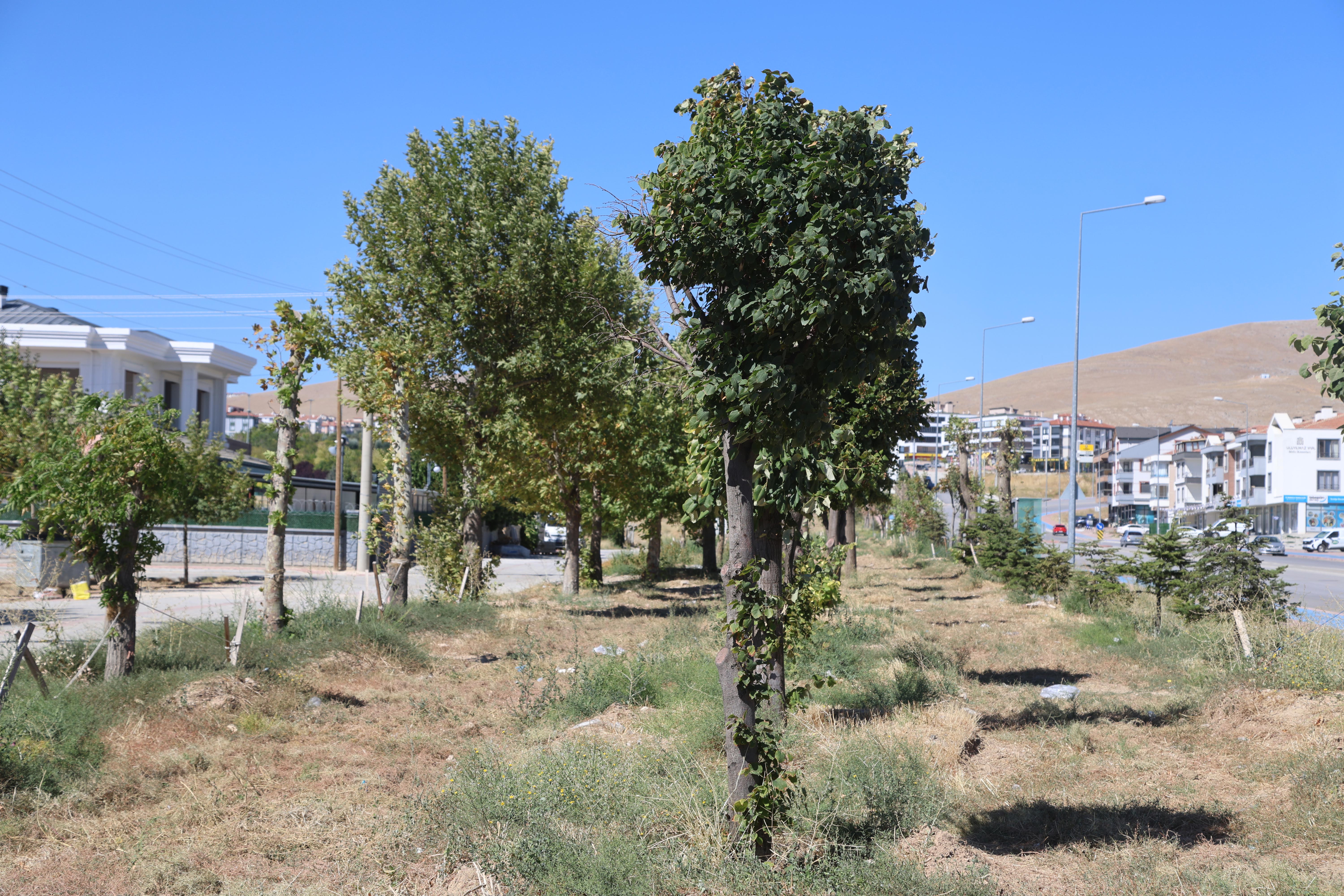 KONYA BÜYÜKŞEHİR, RAYLI SİSTEM ÇALIŞMALARI ESNASINDA KALDIRDIĞI HER AĞACI YENİDEN TOPRAKLA BULUŞTURUYOR