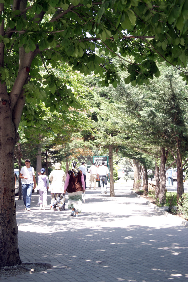 Parklardaki Ağaçlara Sahip Çıkalım